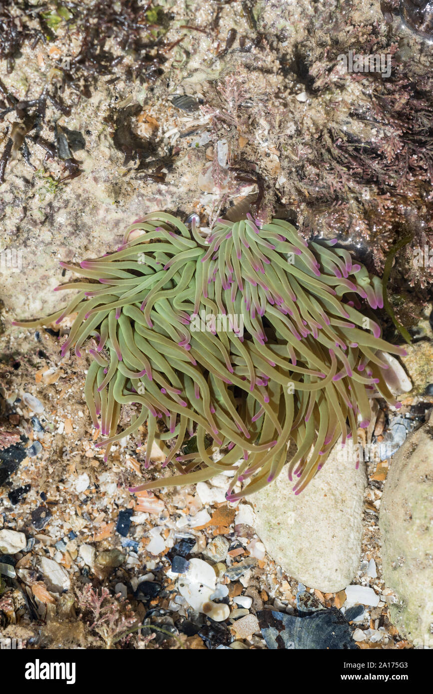 L'Anémone Anemonia viridis (Snakelocks) Banque D'Images