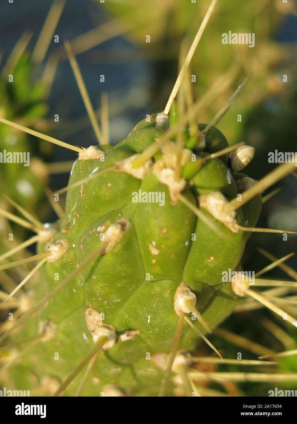 Cactus close up. Banque D'Images