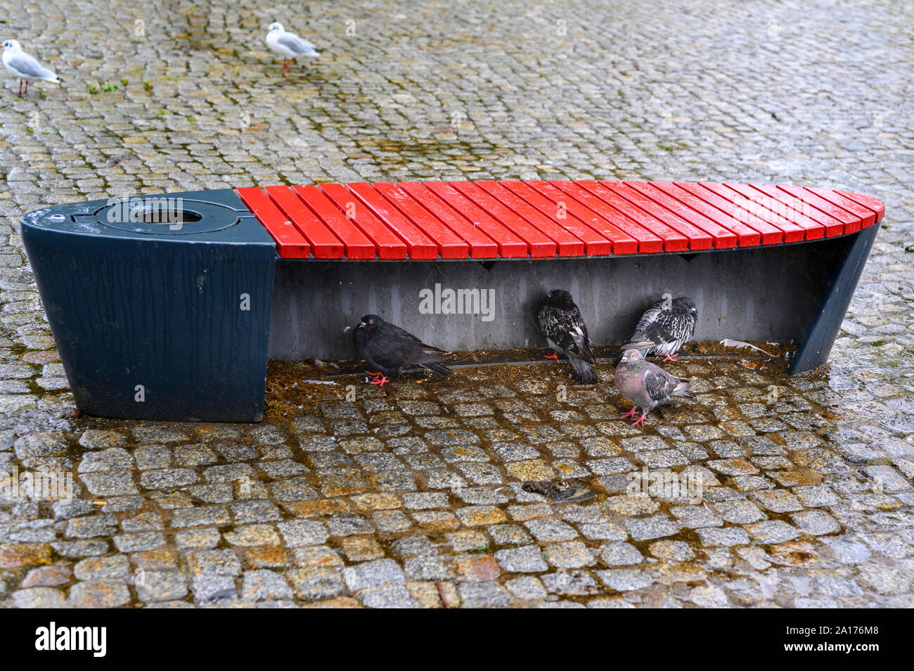 Les pigeons qui ont mis à l'abri de la pluie sous un banc. Banque D'Images