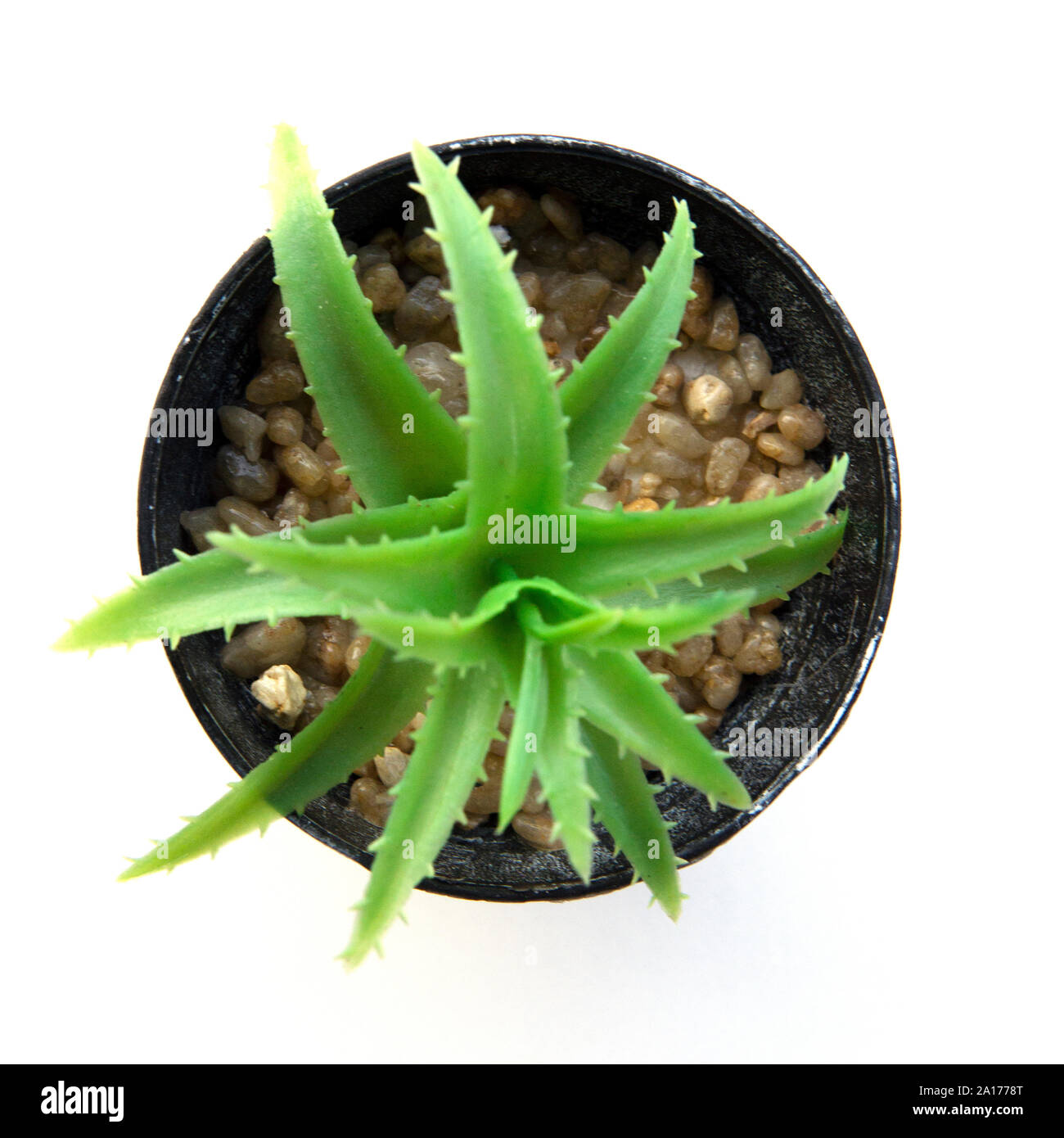 Plantes et fleurs en plastique en pot pour décorations. Contenant fait d'aluminium, plastique, céramique ainsi que l'argile. Les végétaux : cactus, cactus, beauti Banque D'Images