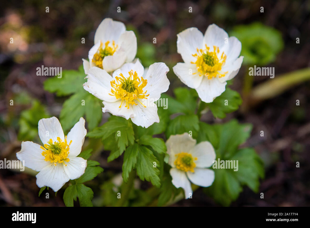 Globeflowers blanc qui fleurit dans la forêt de l'Ouest canadien en Alberta, Canada Banque D'Images