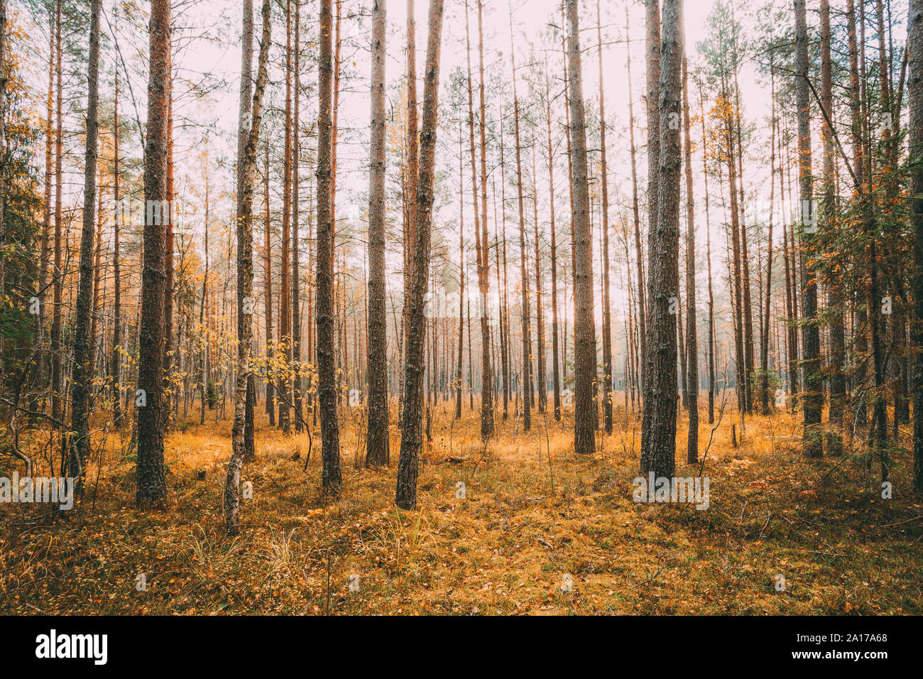 L'automne sauvage de conifères. La nature dans la Réserve de biosphère de Berezinsky Bélarus, en automne les jours ensoleillés. Paysage d'automne. Banque D'Images