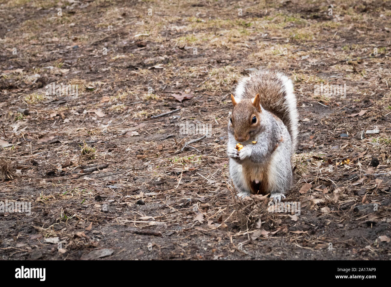 Squirrel manger un écrou. Banque D'Images
