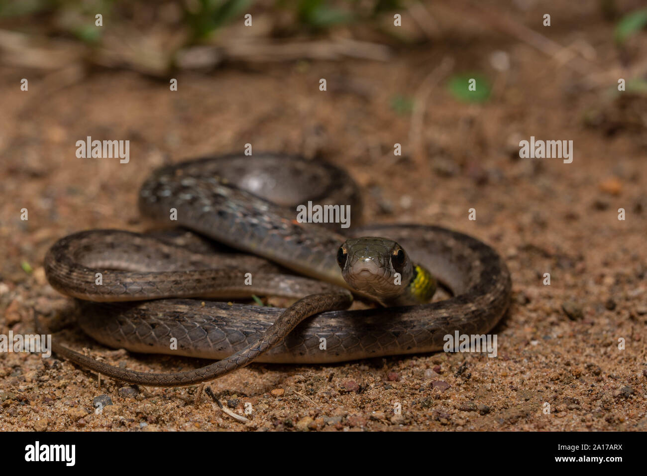 Red-necked Keelback Rhabdophis subminiatus (s.) du parc national de Kaeng Krachan, Thaïlande. Banque D'Images