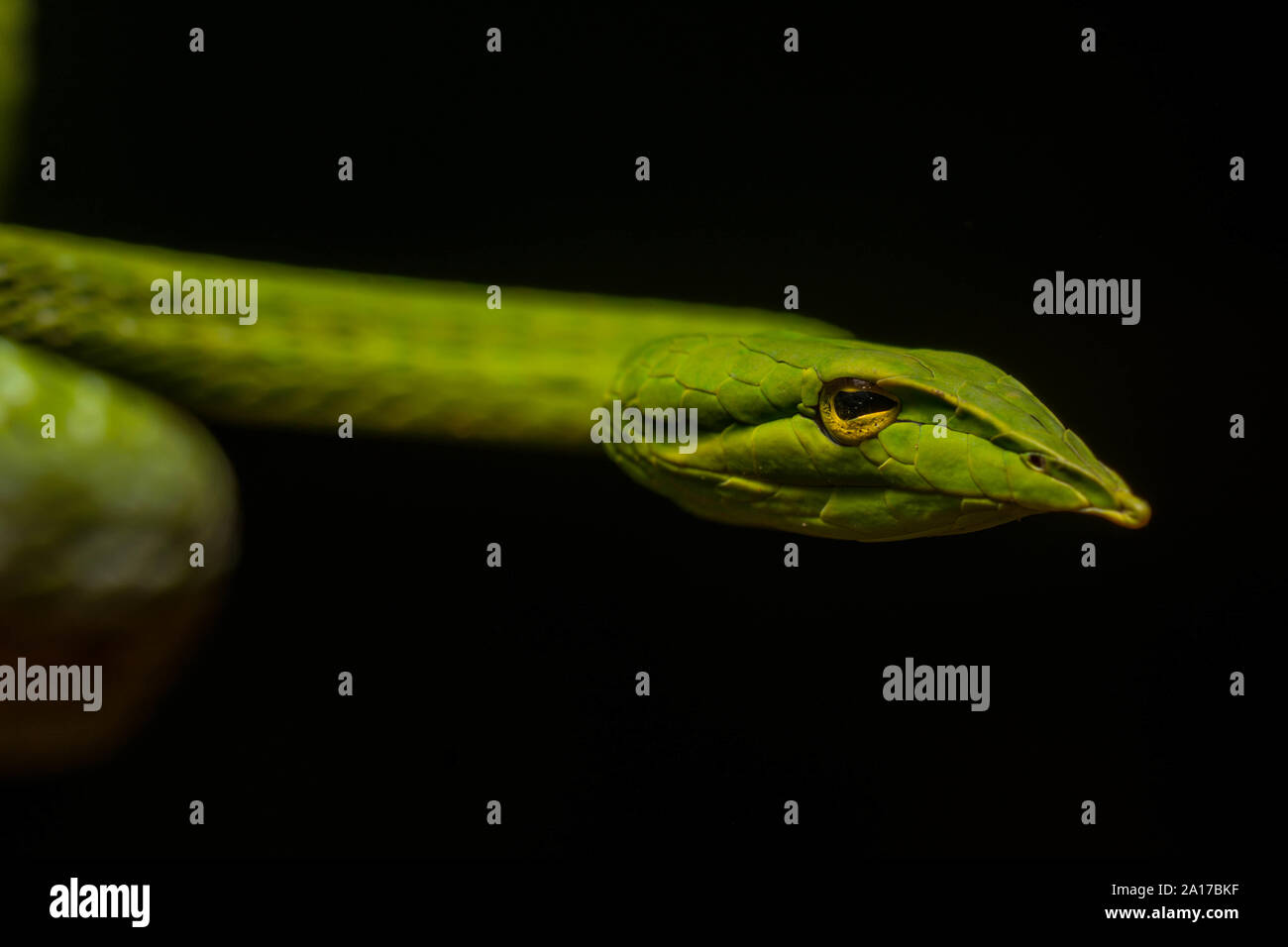 Whipsnake bec long (Ahaetulla nasuta) de la province de Prachuap Khiri Khan, Thaïlande. Banque D'Images