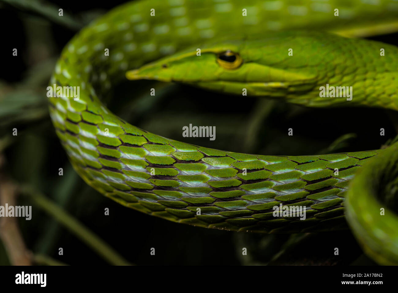 Whipsnake bec long (Ahaetulla nasuta) de la province de Prachuap Khiri Khan, Thaïlande. Banque D'Images