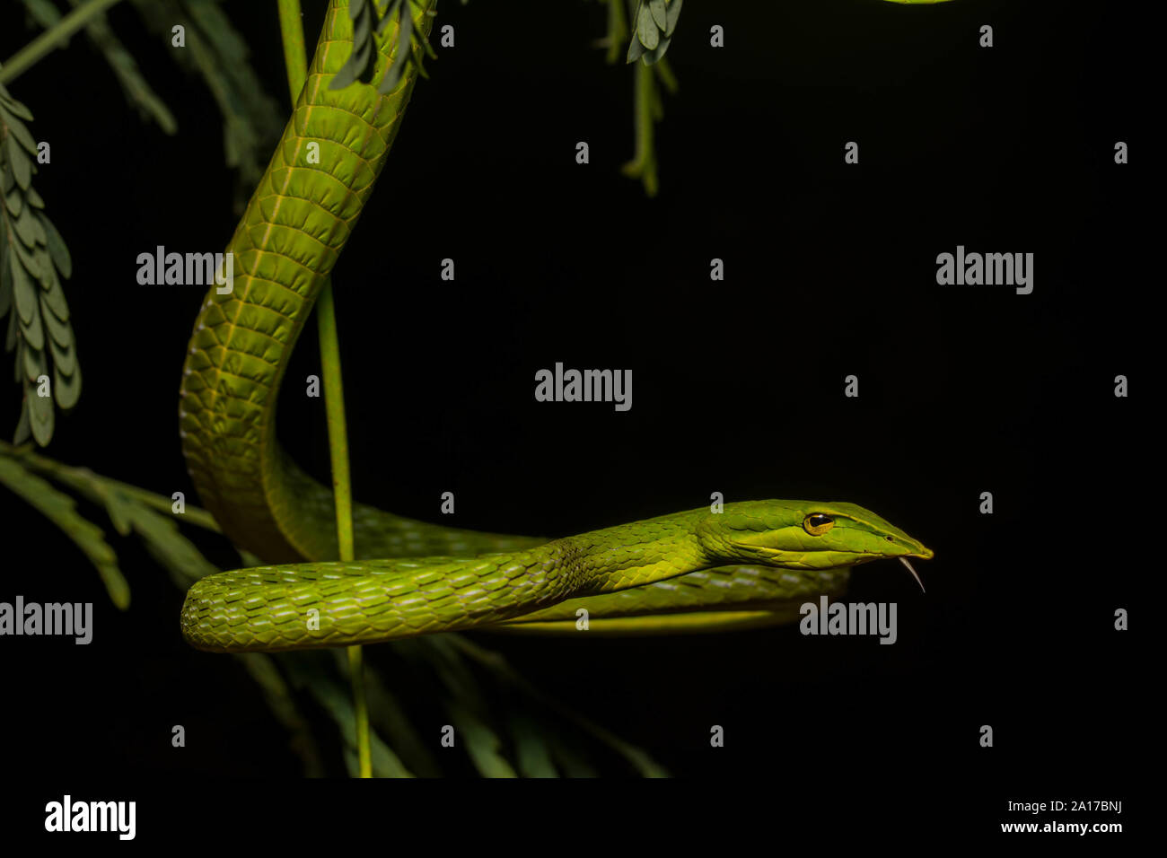 Whipsnake bec long (Ahaetulla nasuta) de la province de Prachuap Khiri Khan, Thaïlande. Banque D'Images