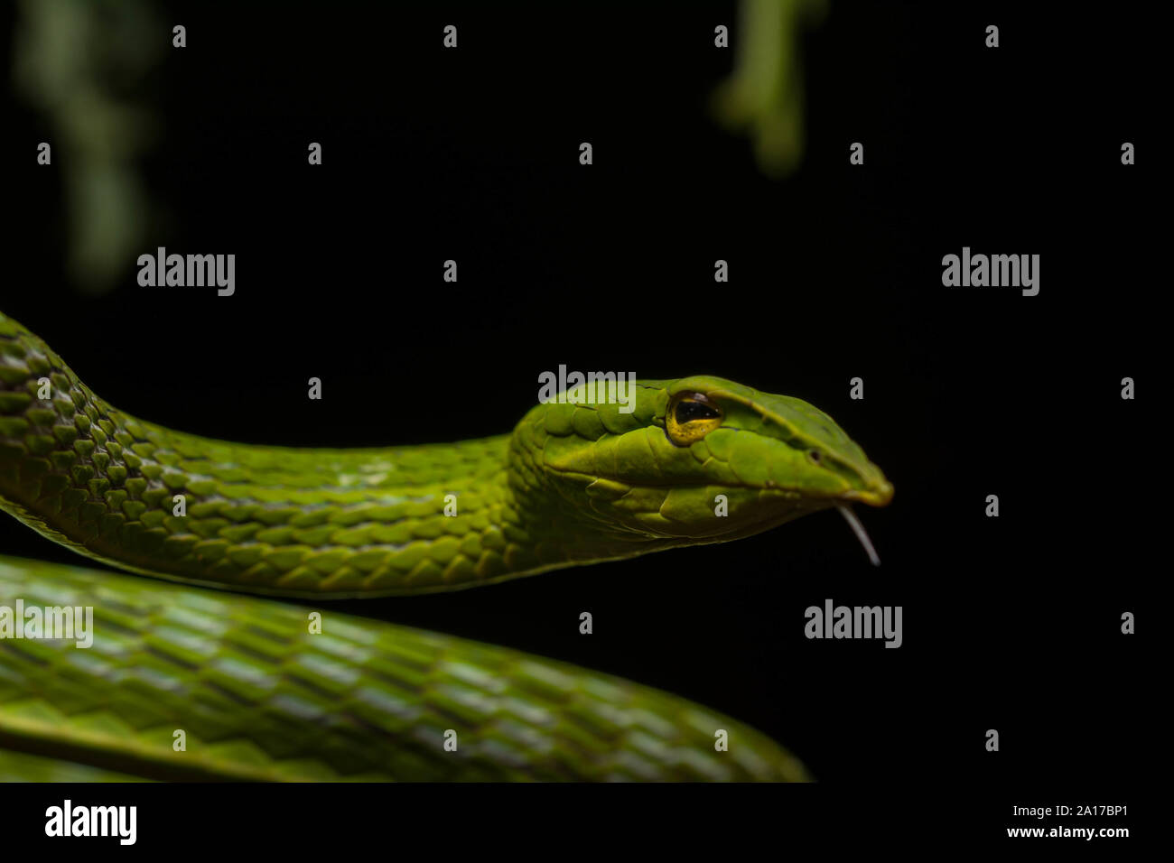 Whipsnake bec long (Ahaetulla nasuta) de la province de Prachuap Khiri Khan, Thaïlande. Banque D'Images