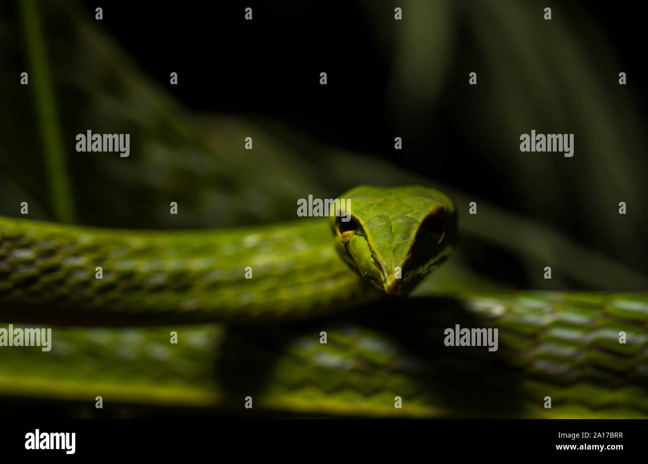 Whipsnake bec long (Ahaetulla nasuta) de la province de Prachuap Khiri Khan, Thaïlande. Banque D'Images