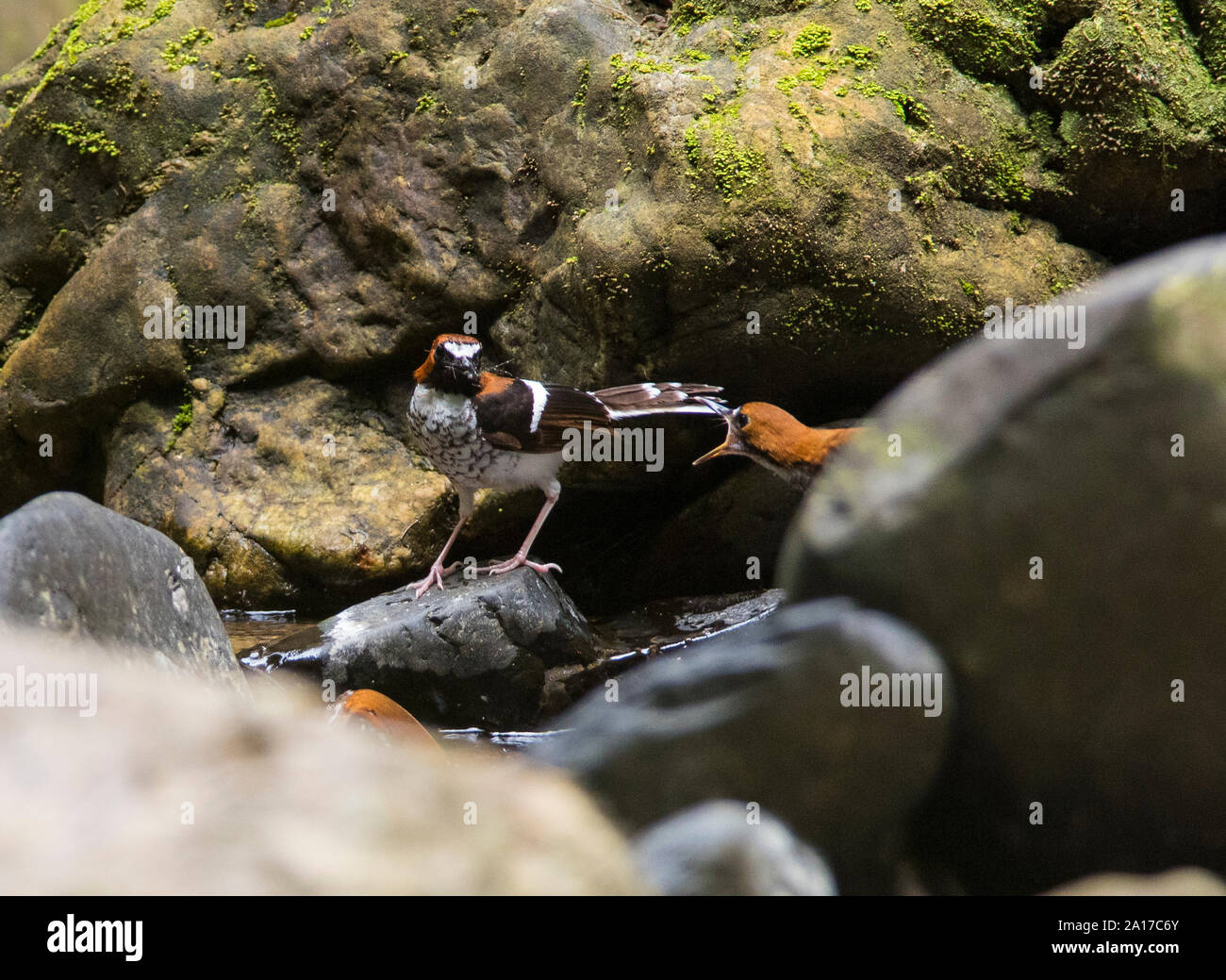 Chesnut-Naped (Forktail Enicurus ruficapillus) NP Phang Nga en Thaïlande Banque D'Images