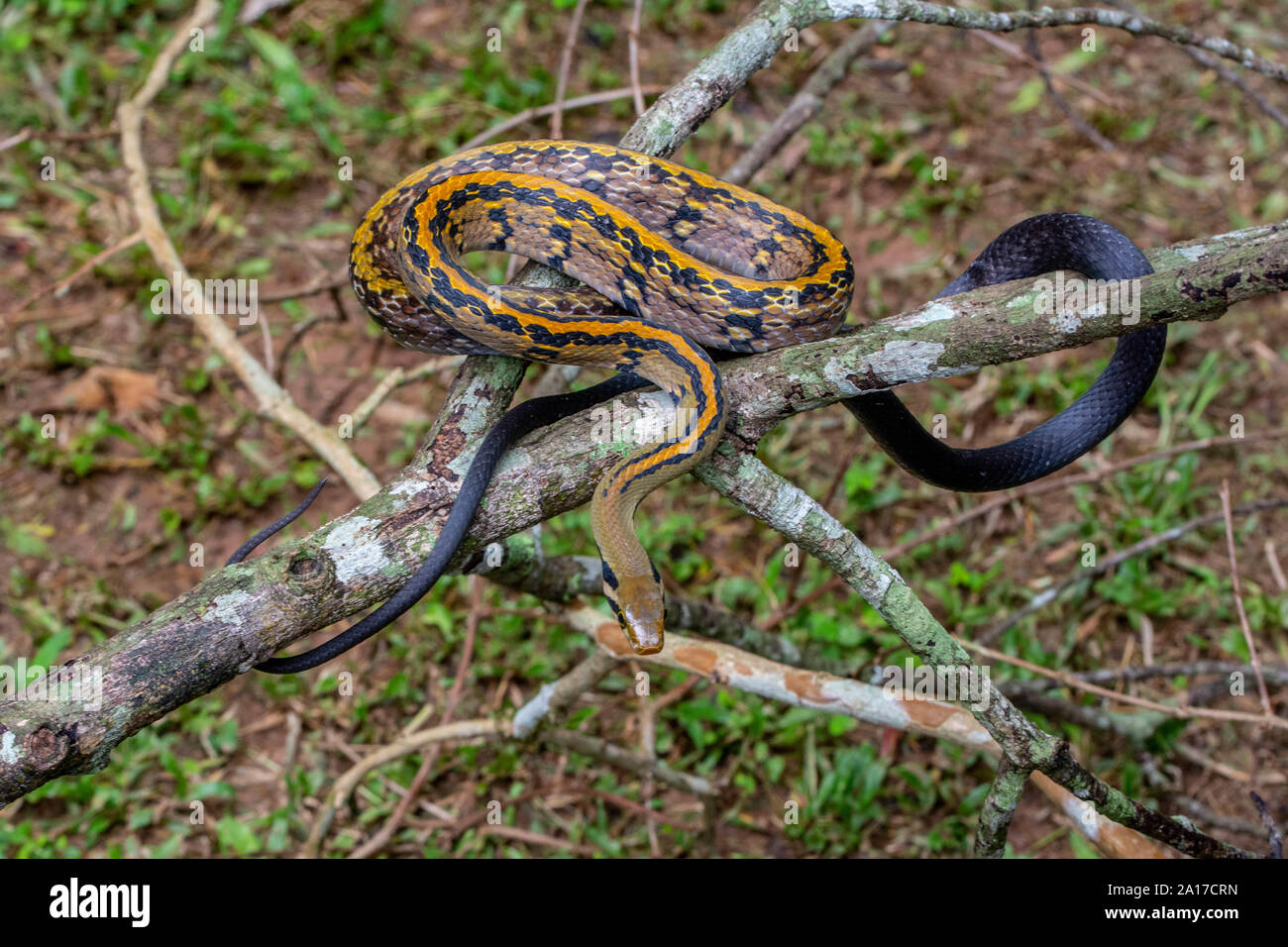 À rayures jaune Racer (Coelognathus flavolineatus) du parc national de Kaeng Krachan, Thaïlande. Banque D'Images