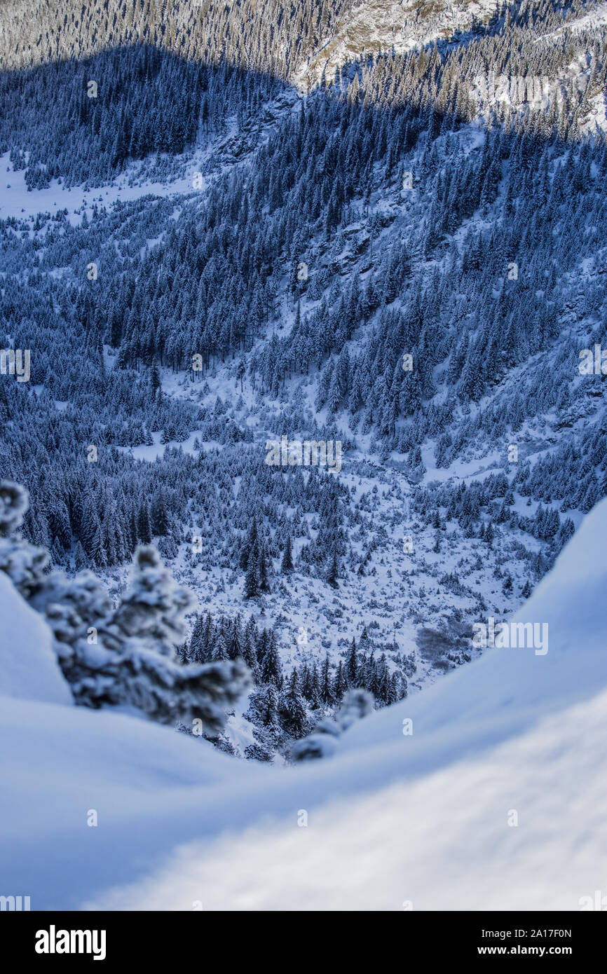 Forêt profonde dans la vallée d'ombre de la montagne, dans les Carpates roumaines Banque D'Images