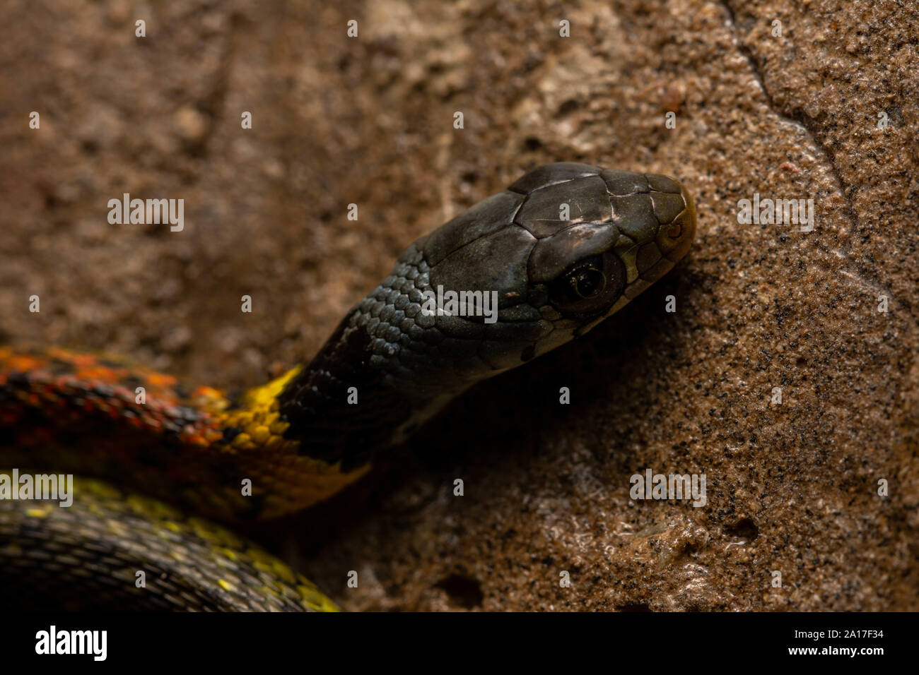 Red-necked Rhabdophis subminiatus (Keelback subminiatus) de Hong Kong. Banque D'Images