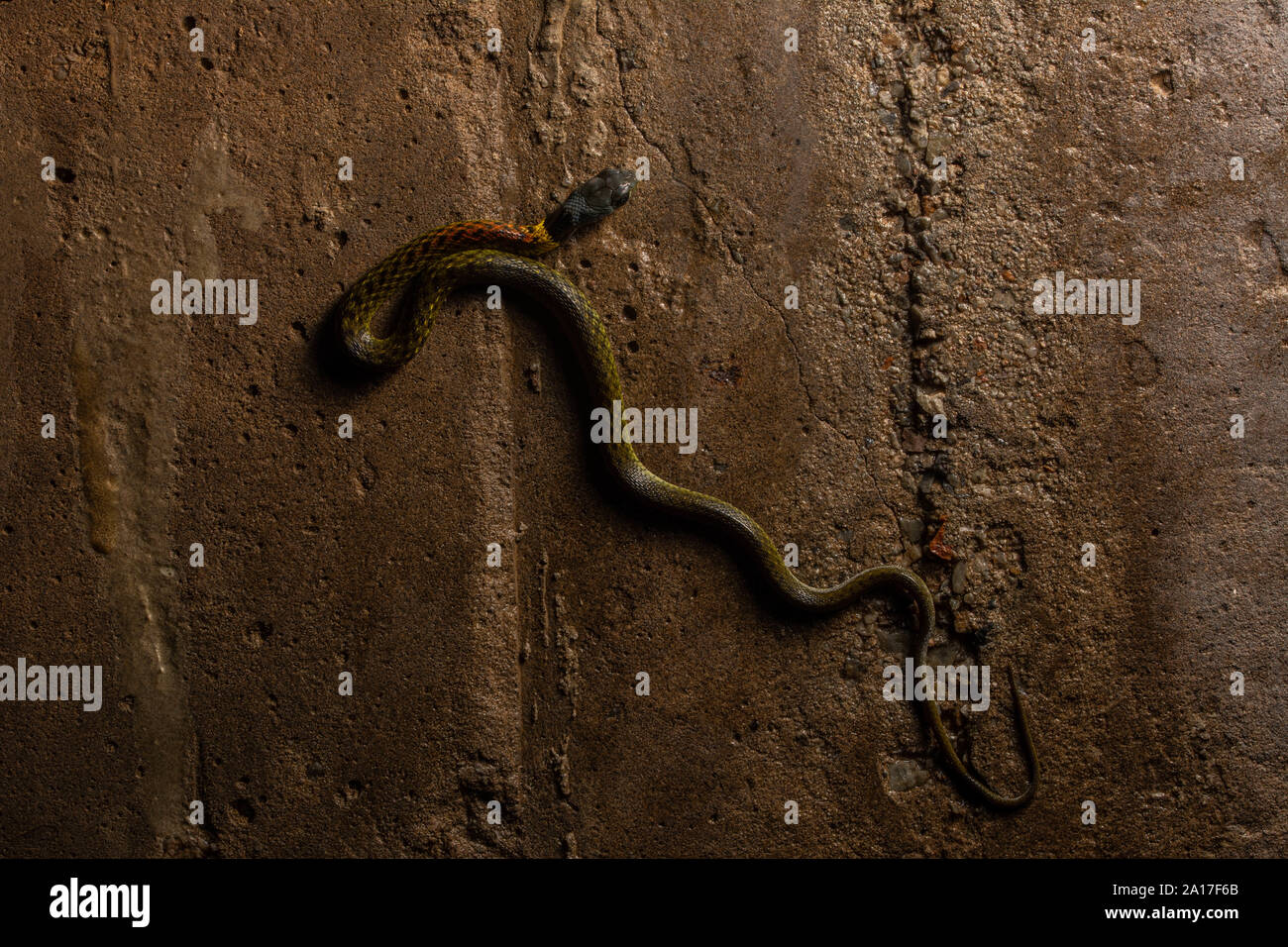 Red-necked Rhabdophis subminiatus (Keelback subminiatus) de Hong Kong. Banque D'Images