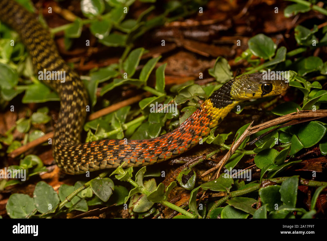 Red-necked Rhabdophis subminiatus (Keelback subminiatus) de Hong Kong. Banque D'Images