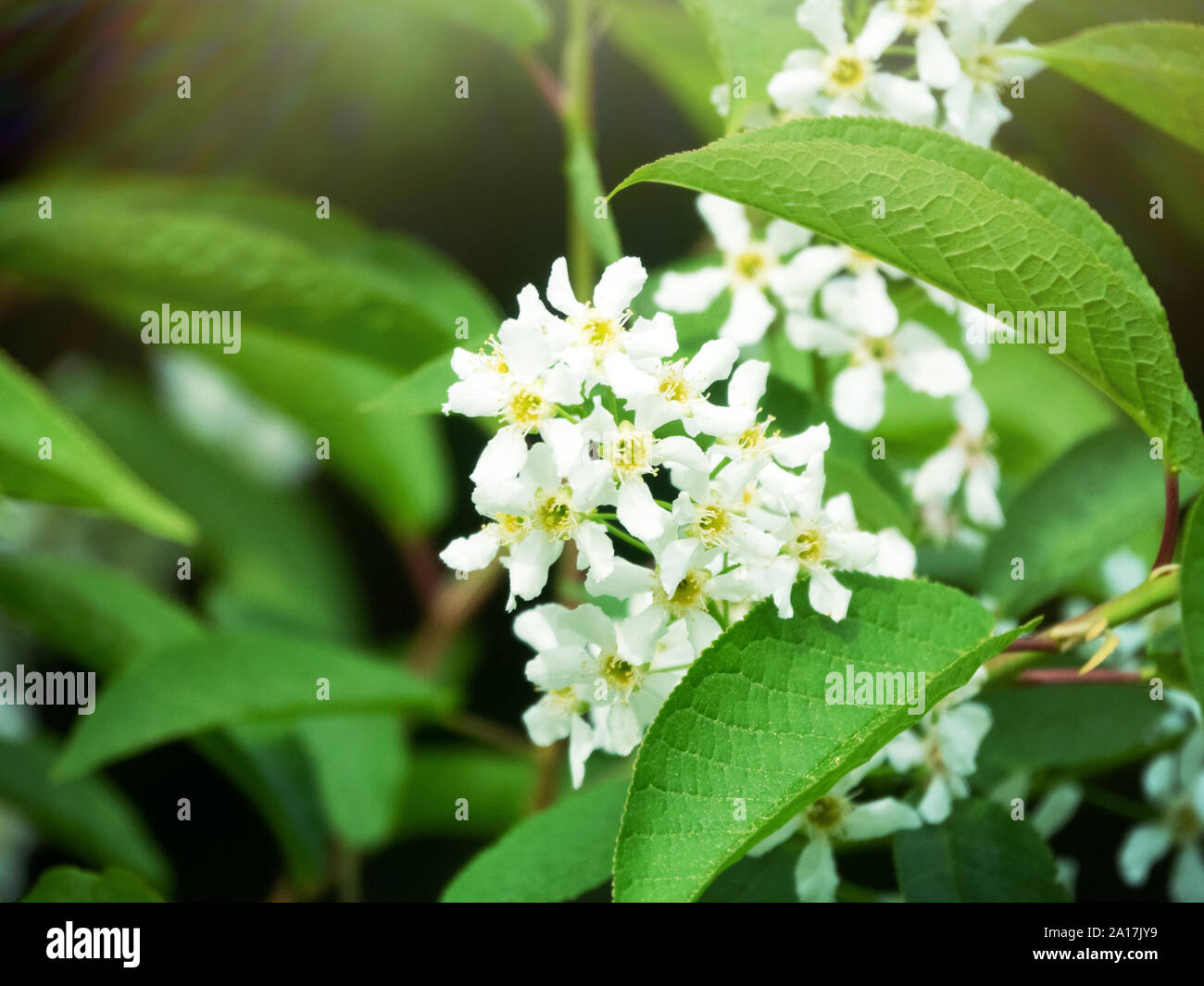 La floraison du cerisier des oiseaux ou le cerisier noir brillant (Padus) - parfumé pinceau blanc-inflorescence Banque D'Images