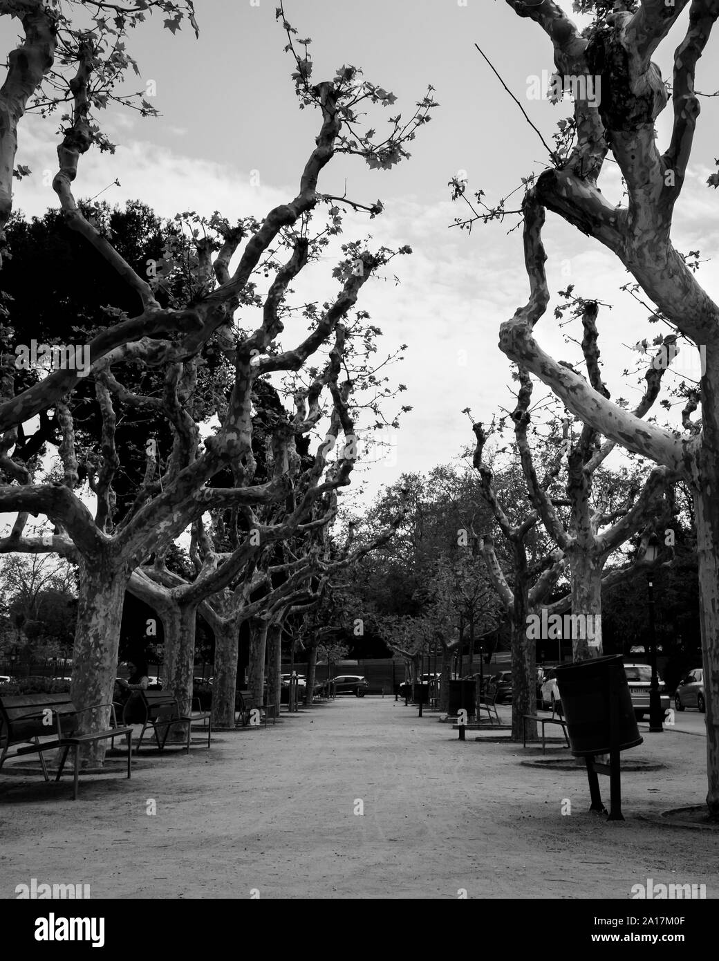 Vieux arbres morts Banque D'Images