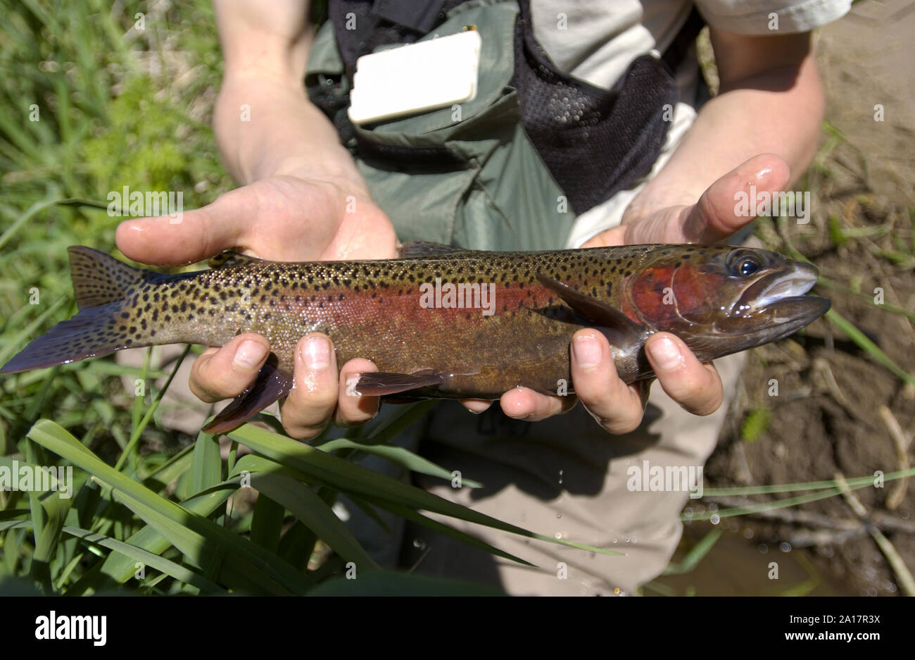 L'homme pêche de mouche sur la rivière Deschutes, Oregon USA Banque D'Images