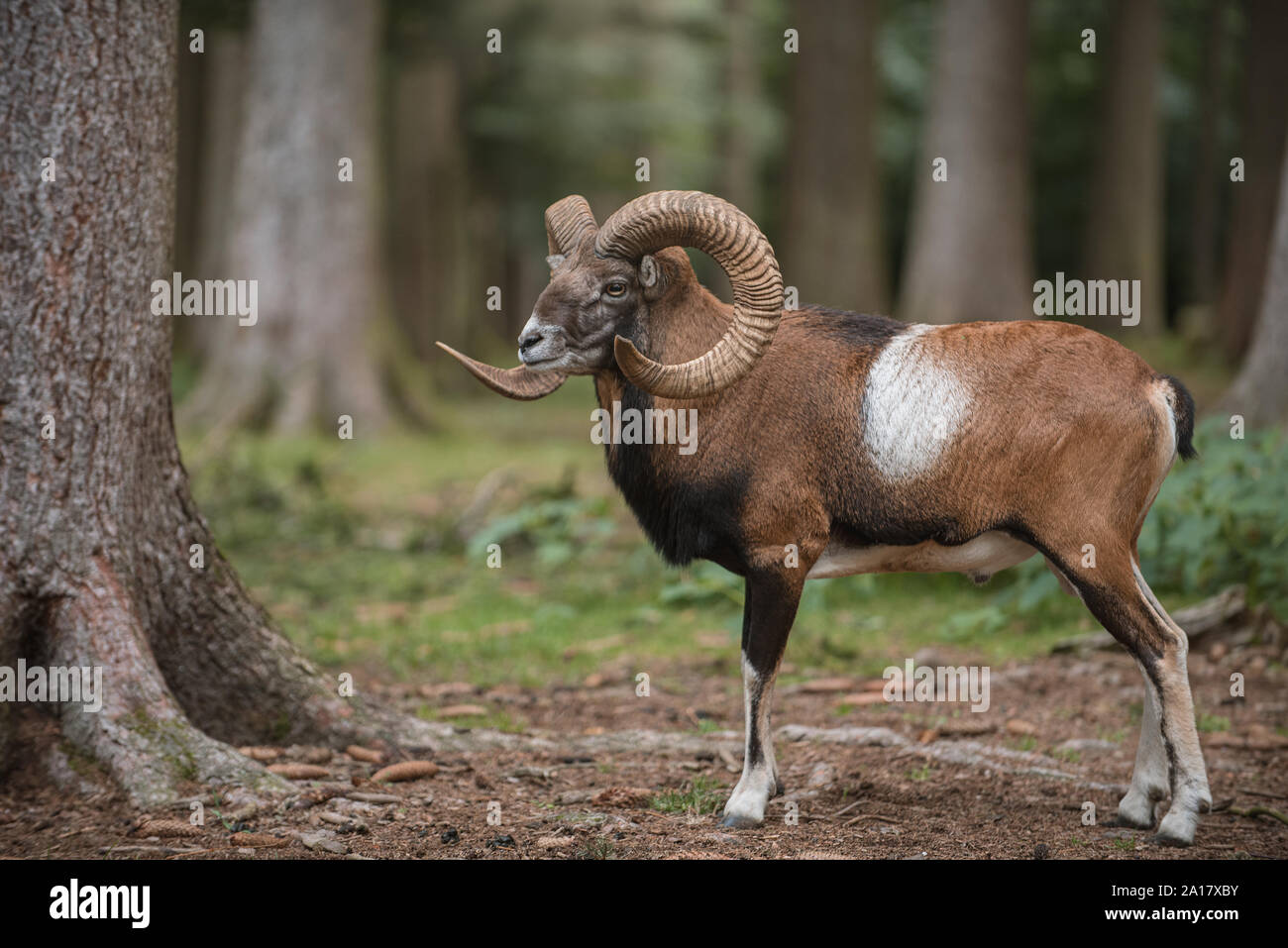 Mouflon mâle avec grandes cornes debout dans la forêt Banque D'Images