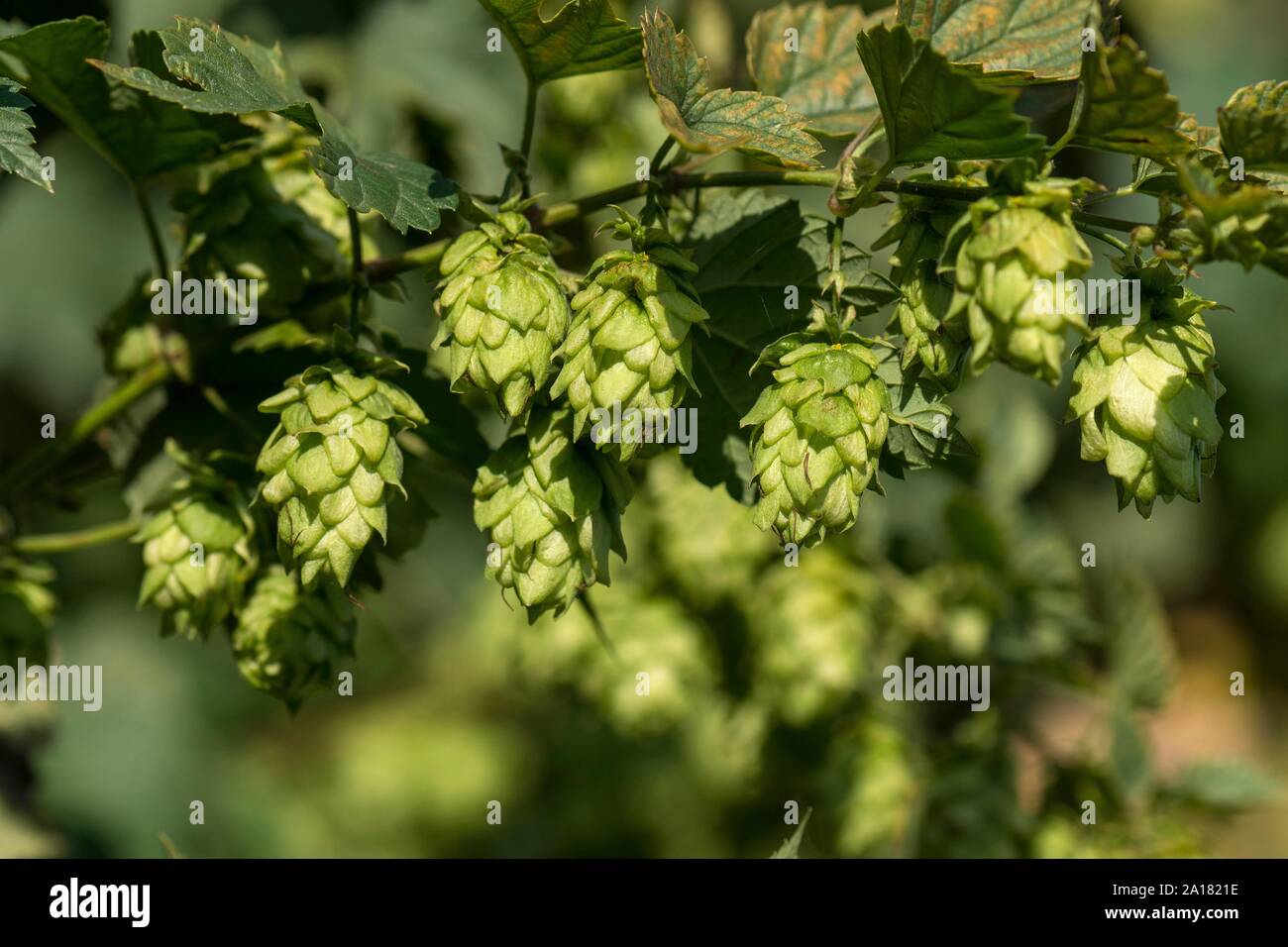 Commune mature hop umbelas (Humulus lupulus), Middle Franconia, Bavaria, Germany Banque D'Images