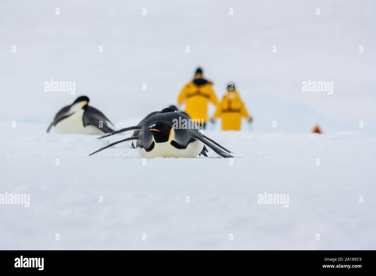Les manchots empereur par glissading à curieux bipèdes jaune. Snow Hill Island, mer de Weddell, l'Antarctique Banque D'Images
