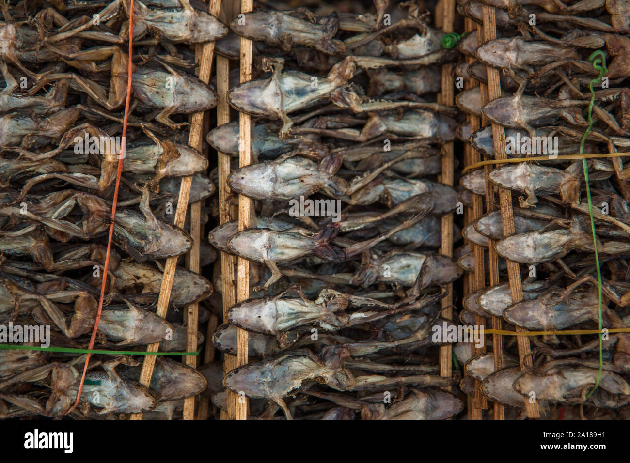 L'aventure SE Asian Food : froggies séché sur un bâton. Au marché local. Pakse, Laos Banque D'Images