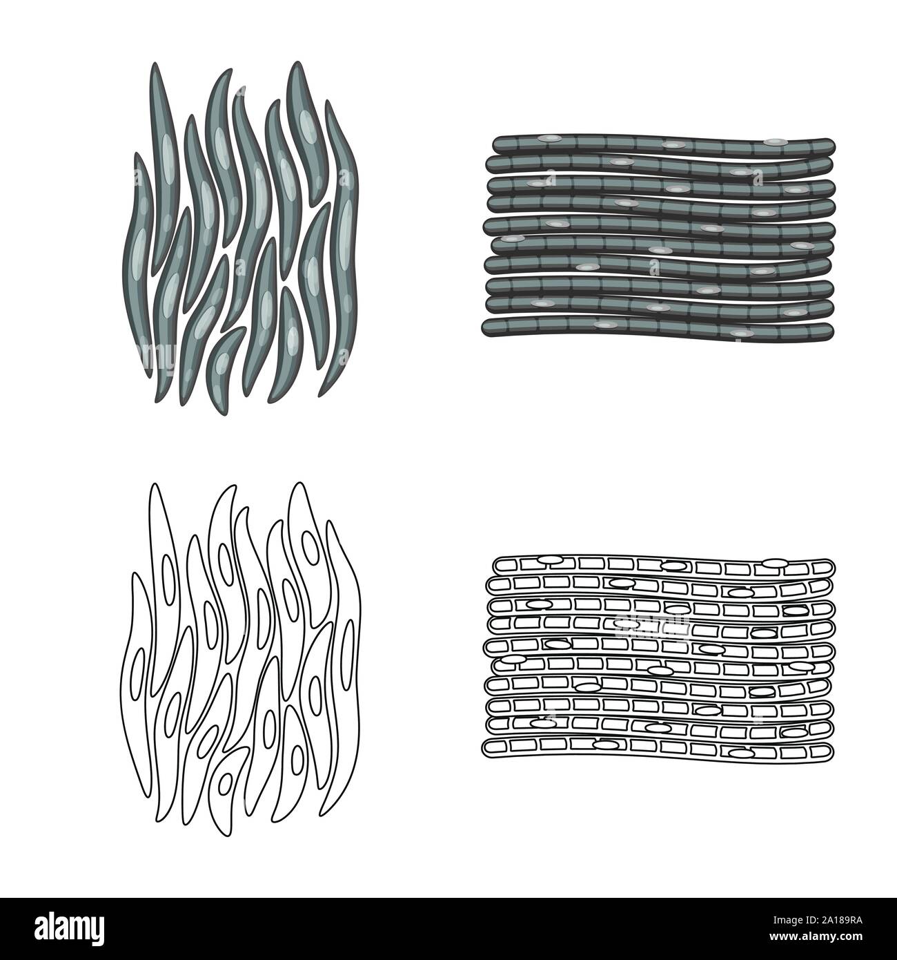 Objet isolé de la fibre musculaire et l'icône. Collection de fibres et de corps stock vector illustration. Illustration de Vecteur