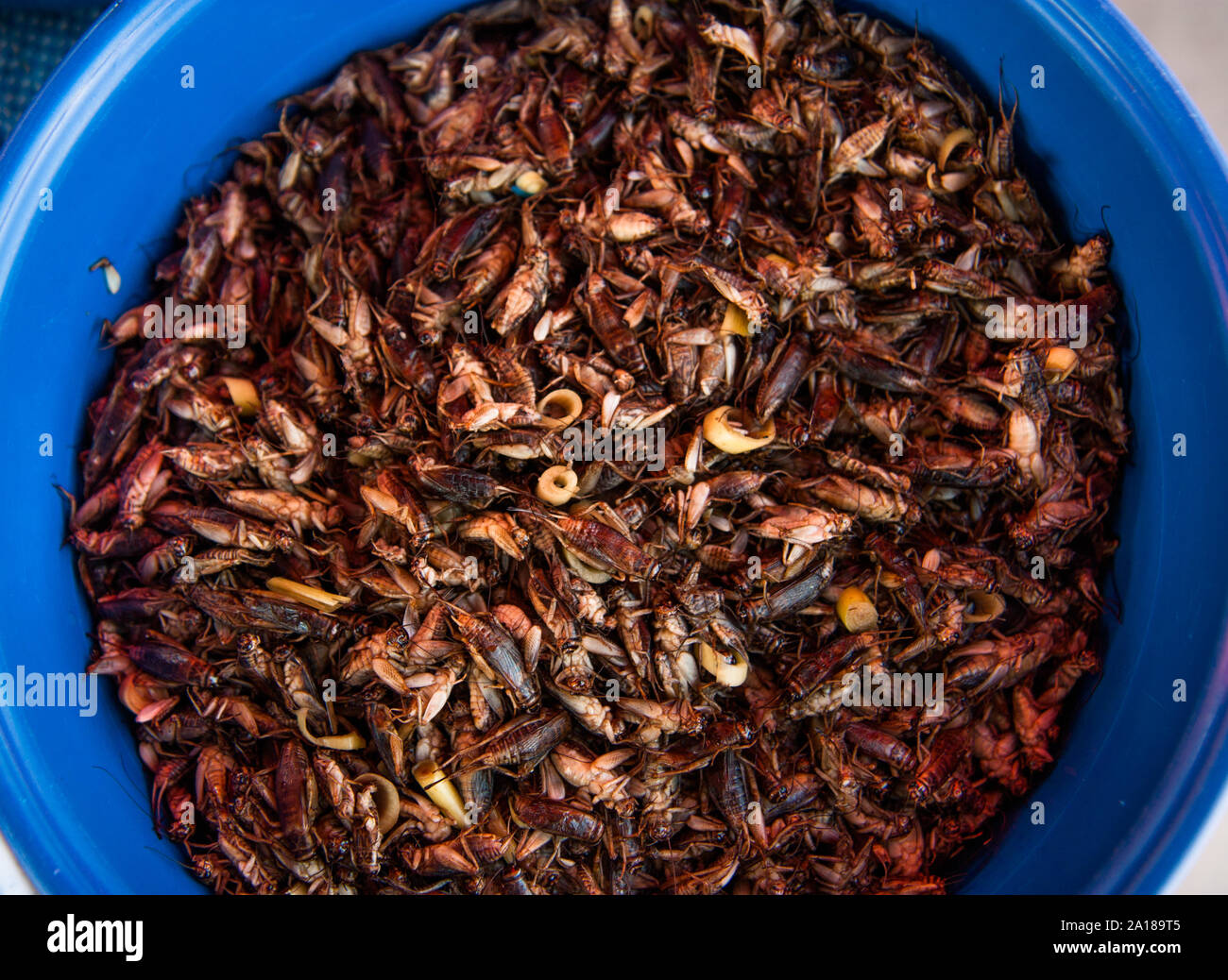 Seau plein d'aliments nutritifs cigales. Riche en protéines, l'oft un aliment de base de l'Asie ou de l'ingrédient et la délicatesse. Peut-être encore du temps pour qu'il prendre sur à l'ouest. Banque D'Images
