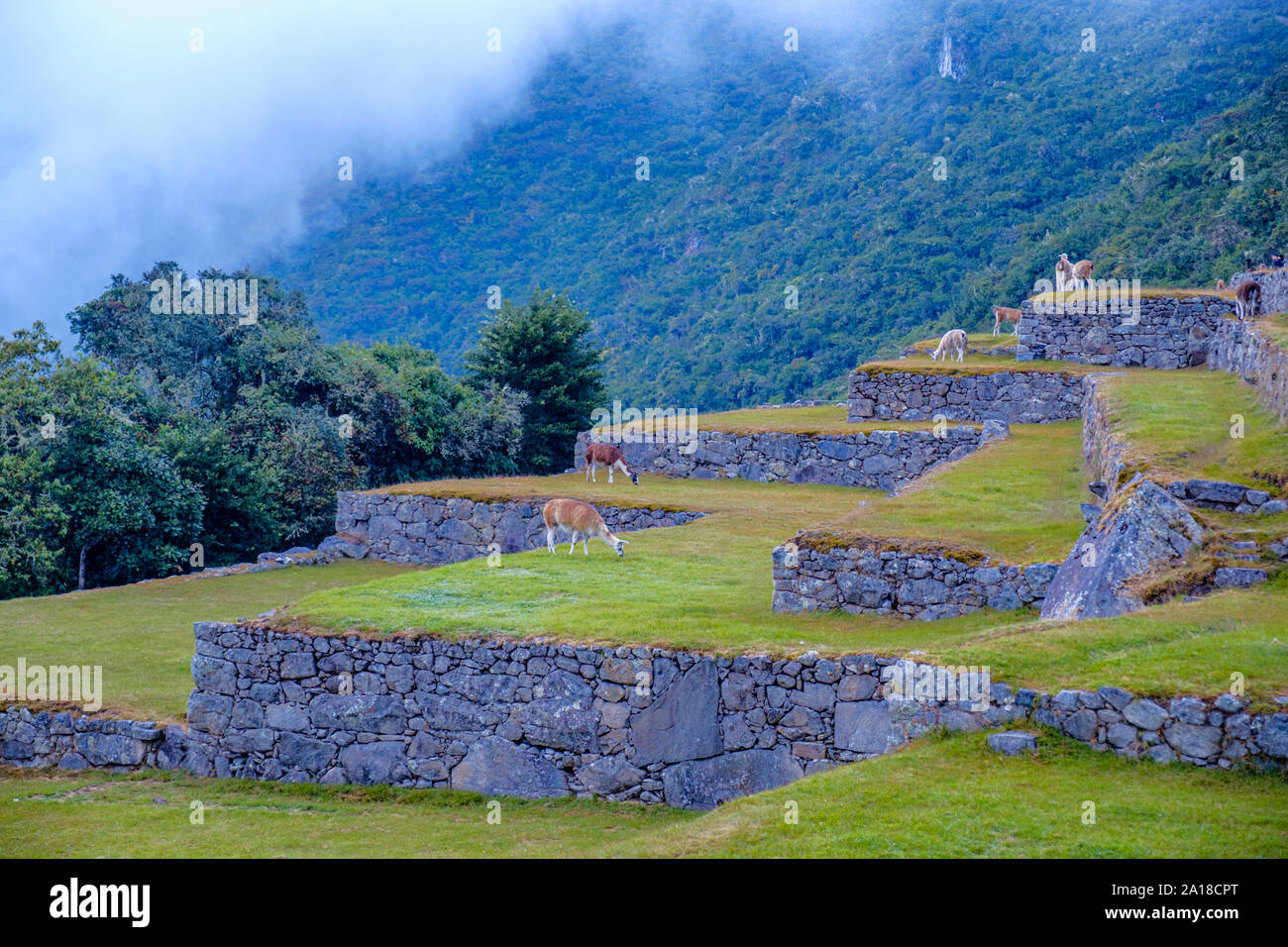 Lamas se nourrissant sur l'herbe, terrasses agricoles inca, tôt le matin, ruines Machu Picchu, Machu Pichu, vallée sacrée des Incas, Pérou. Banque D'Images