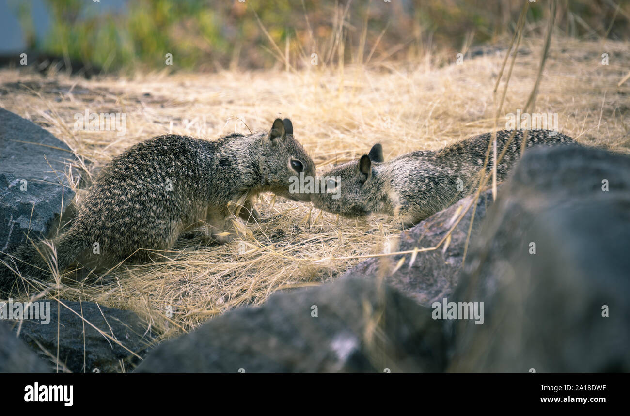 Deux personnes s'embrasser l'écureuil terrestre de Californie entre les rochers et l'herbe. Banque D'Images