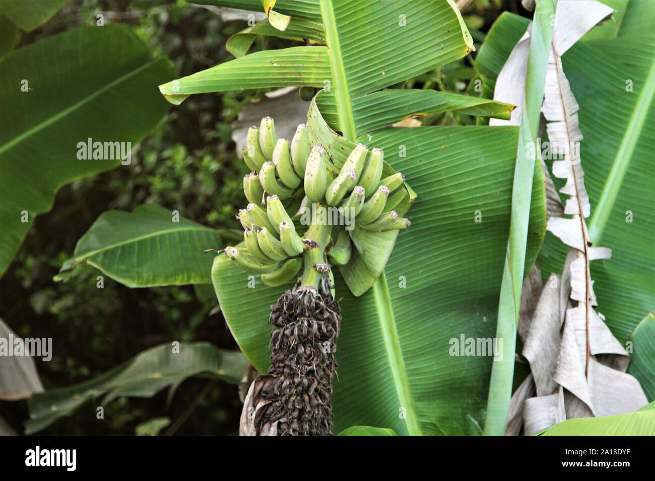 Les bananes qui poussent sur un arbre Banque D'Images