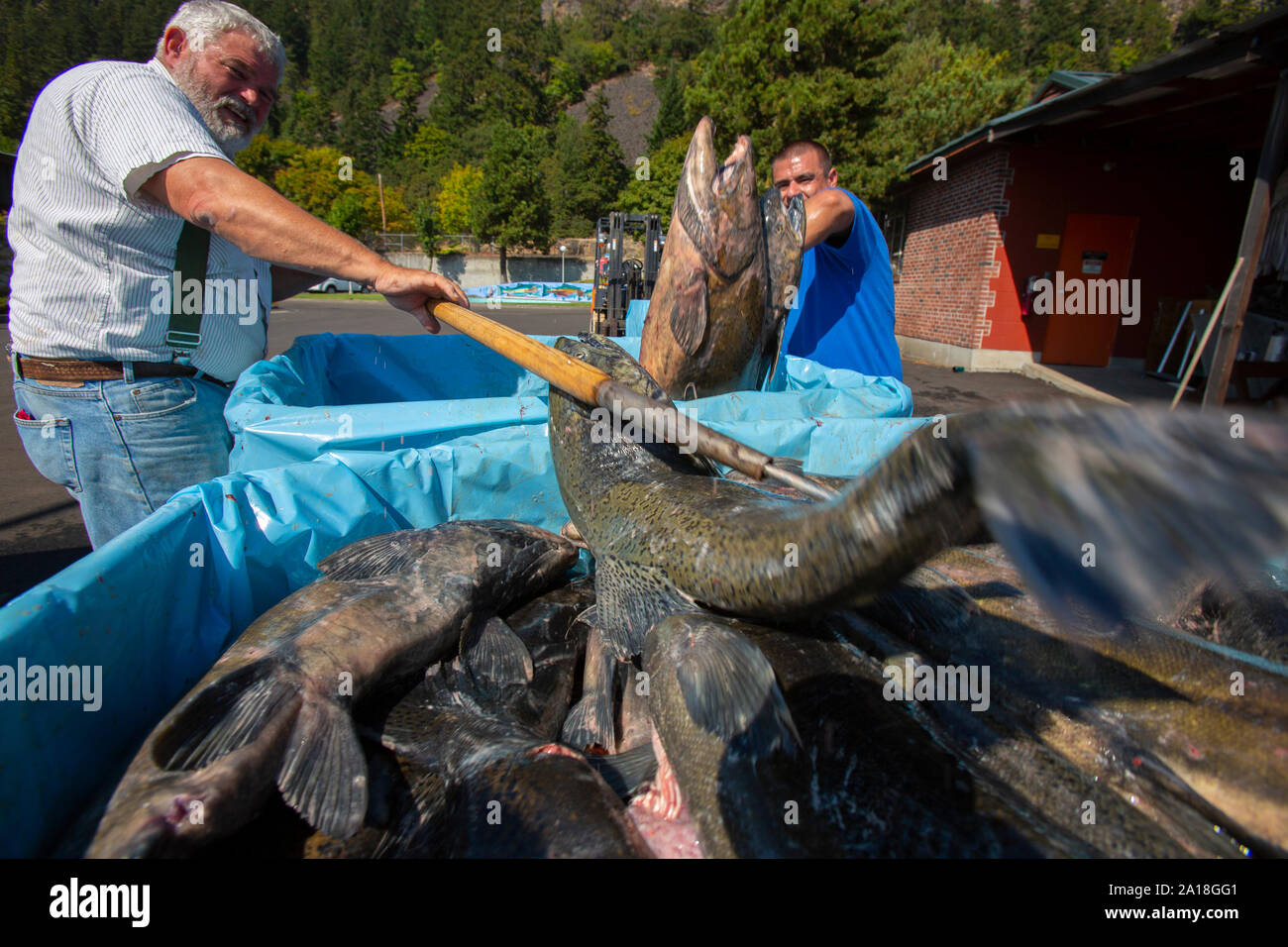 US Fish and Wildlife Service des employés qui travaillent avec le saumon au Spring Creek National Fish Hatchery Banque D'Images