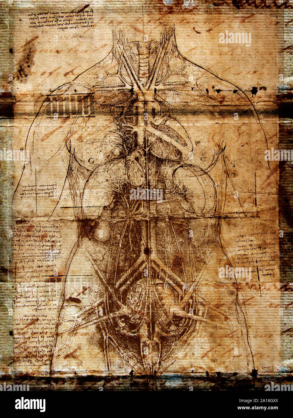 Photo de l'homme de Vitruve par Leonardo Da Vinci de 1492 sur fond texturé Banque D'Images