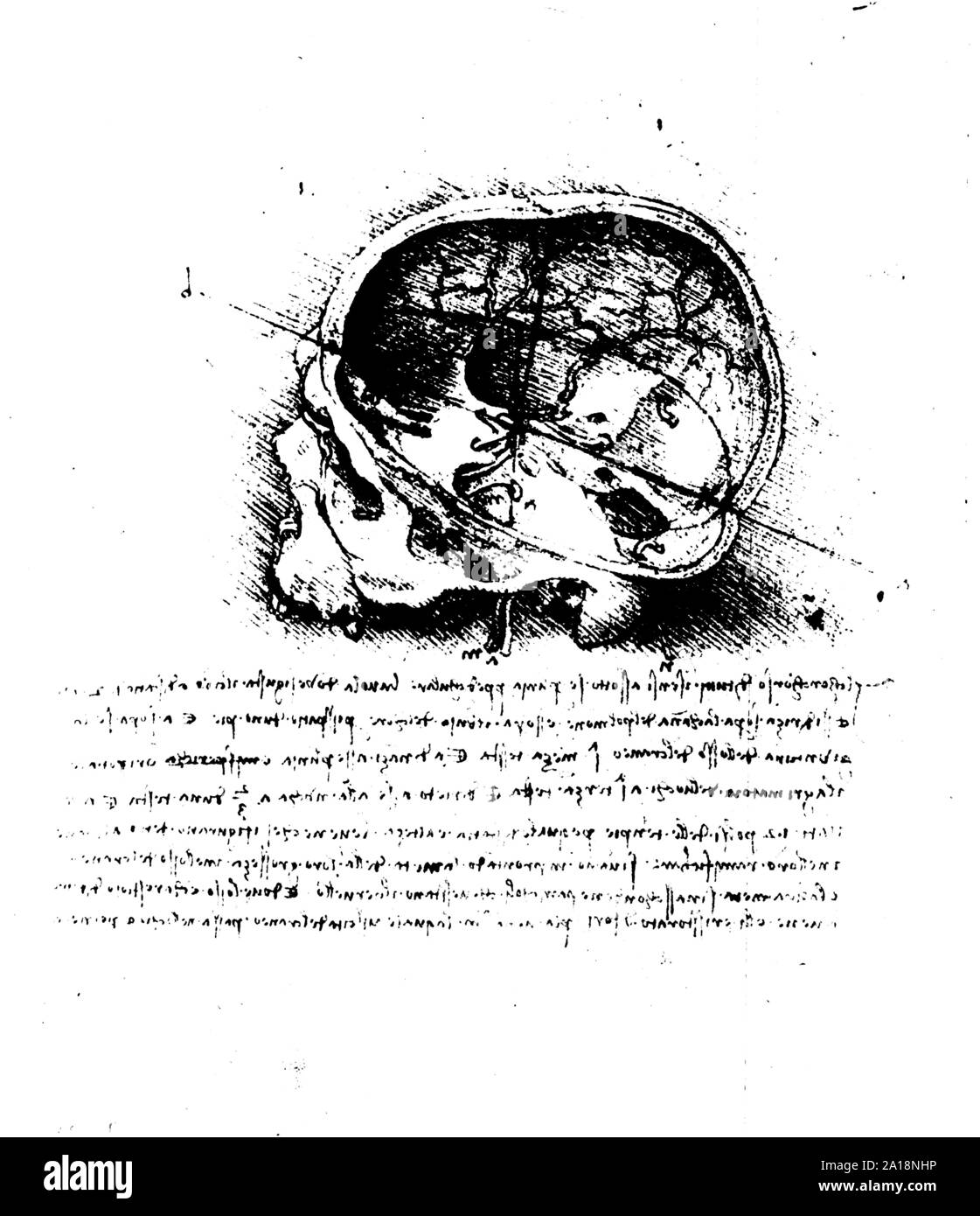 L'art de l'anatomie de Léonard de Vinci de 1492 sur fond texturé. Banque D'Images
