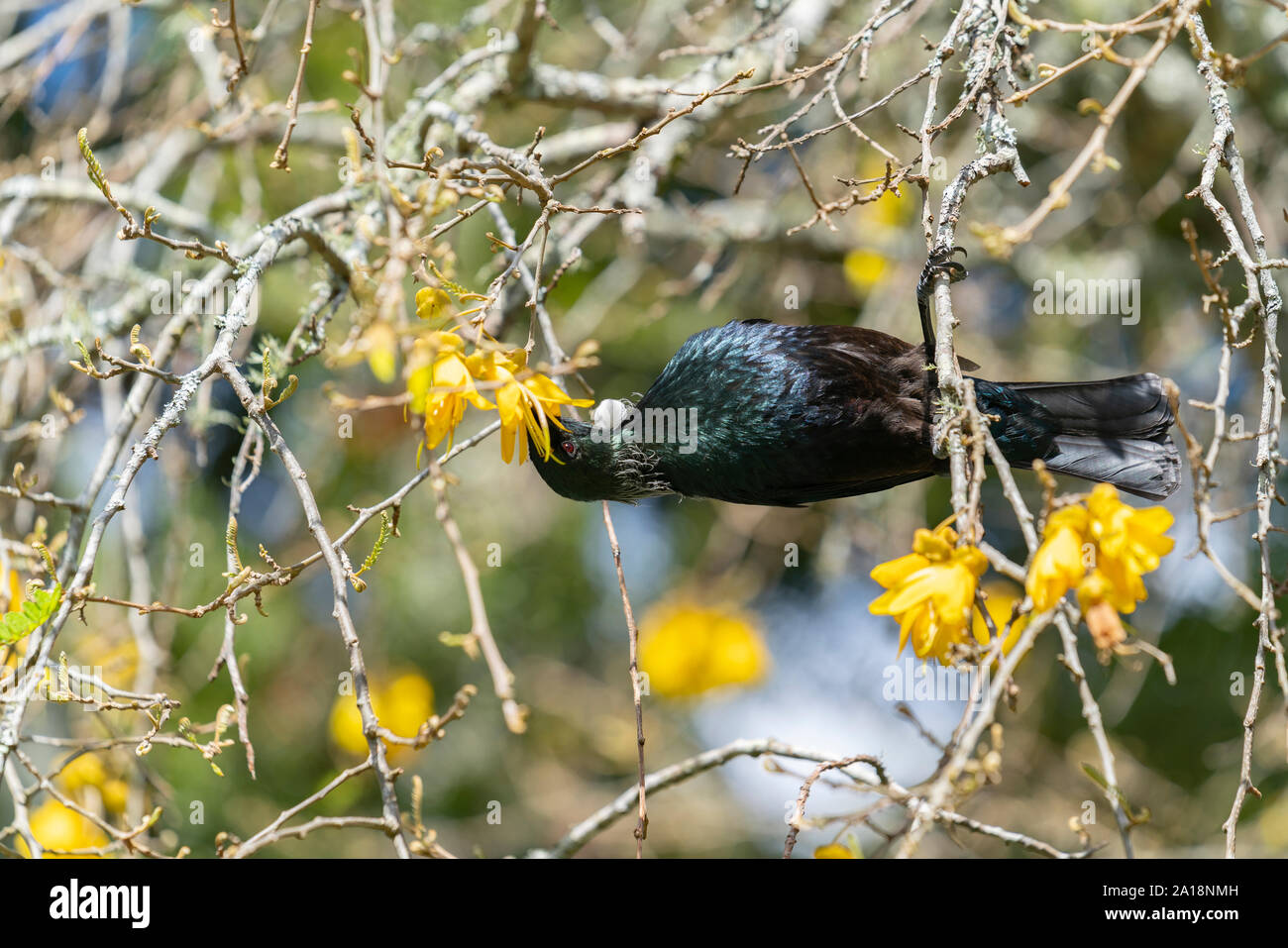 La Nouvelle Zélande, d'oiseaux indigènes de la Tui se nourrissant de nectar de fleur jaune arbre kowhai. Banque D'Images