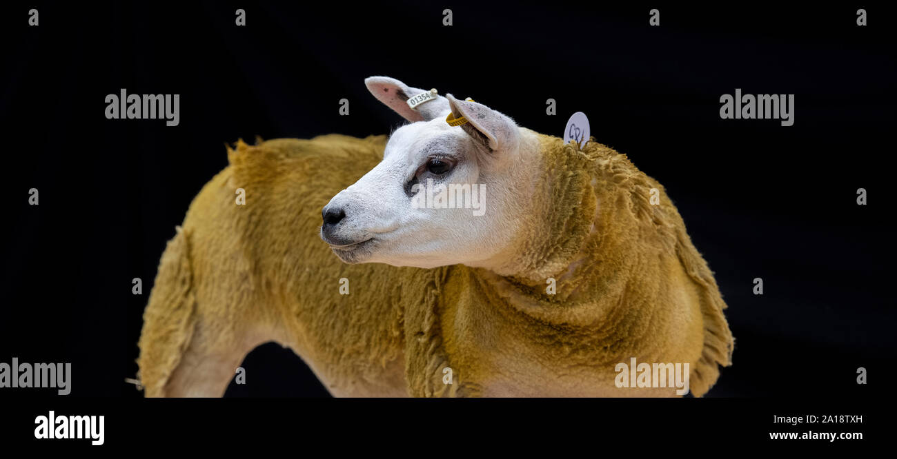 Texel mouton à la vente sur un fond noir. , Cumbria (Royaume-Uni). Banque D'Images