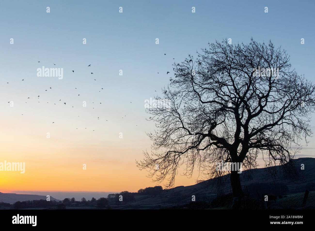 F aux Grives Litornes Turdus, flocage, dans un frêne au lever du soleil, Wensleydale, North Yorkshire, UK. Banque D'Images