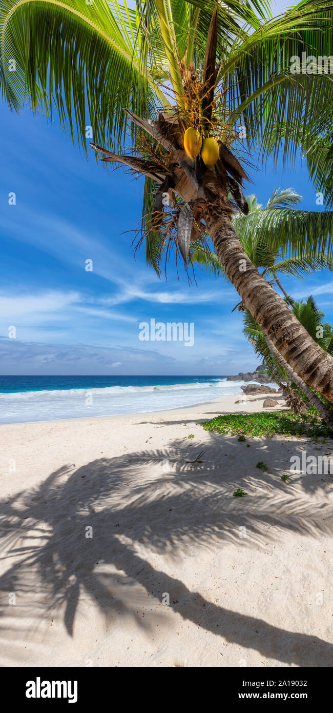Plage exotique de sable blanc et de mer turquoise sur Paradise Island. Banque D'Images