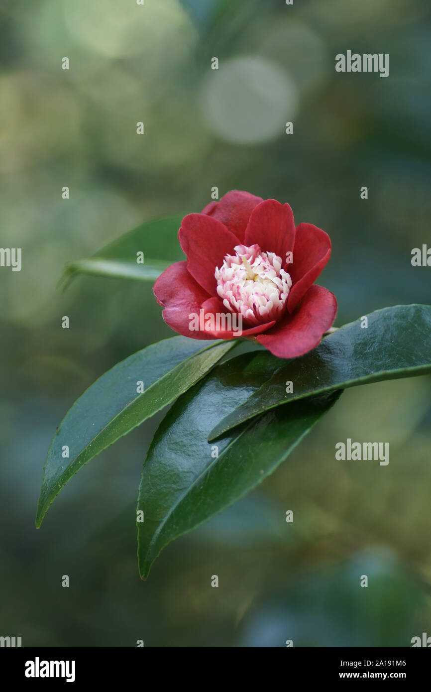 Camellia japonica 'Anemoniflora' Banque D'Images
