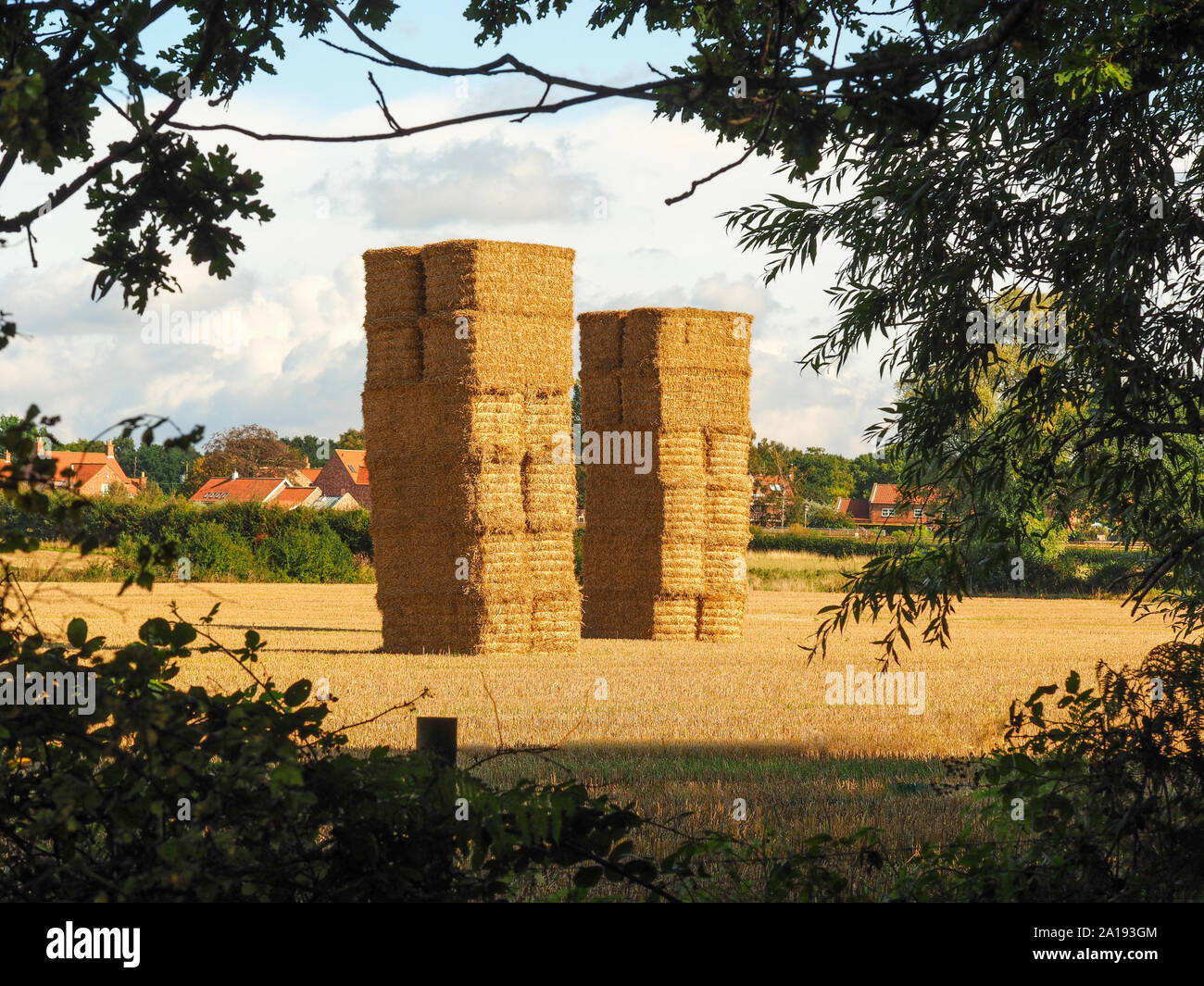 Deux hautes bottes de foin dans un champ de lumière dorée à Skipwith, North Yorkshire, Angleterre, encadré par les branches d'arbres Banque D'Images