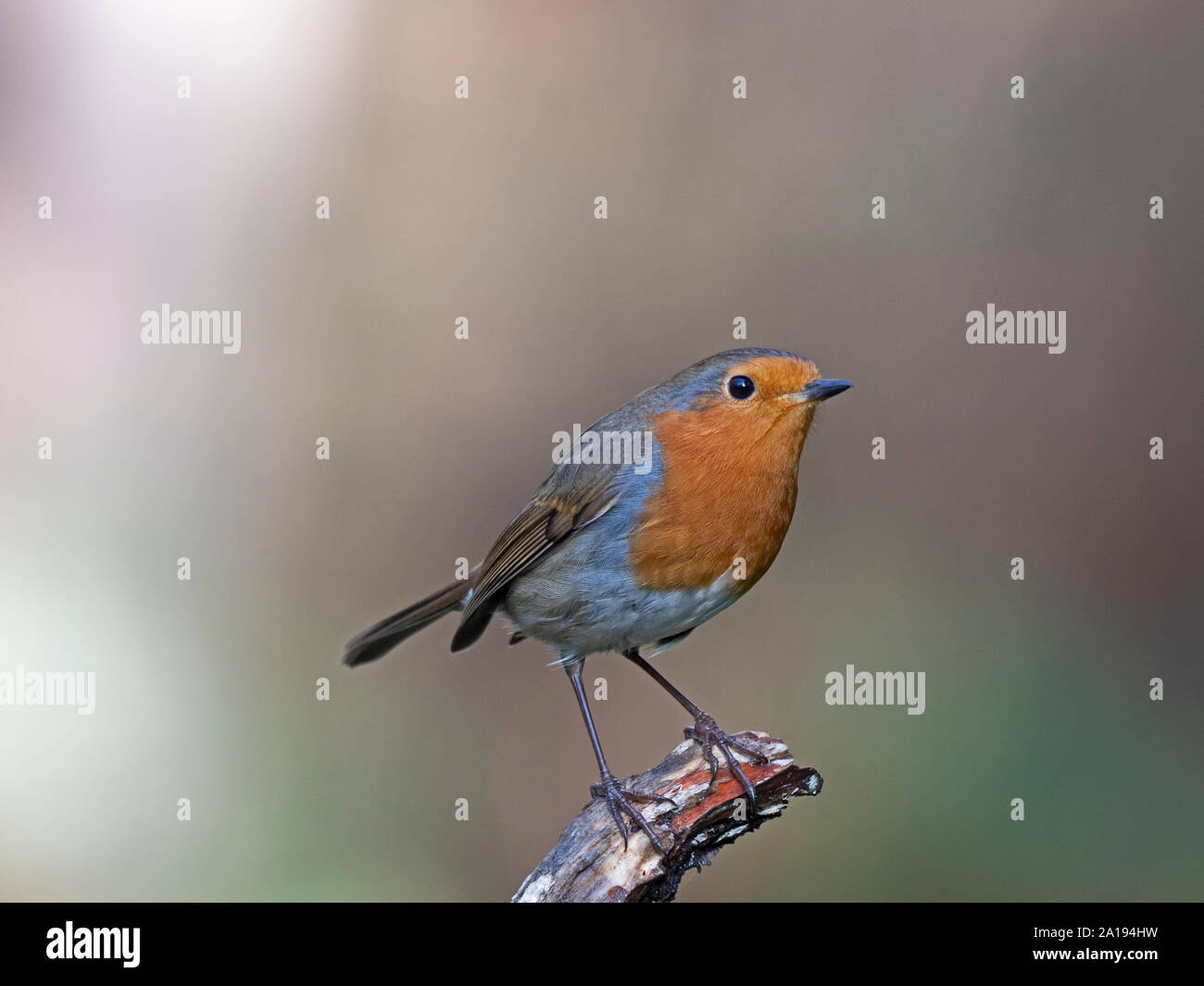 Erithacus rubecula aux abords de l'hiver de Norfolk Banque D'Images Erithacus rubecula aux abords de l'hiver de Norfolk Banque D'Images