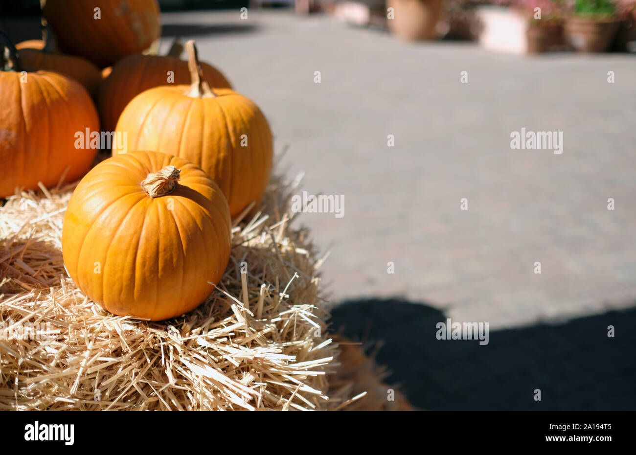 L'action de grâce et l'Halloween : Plusieurs citrouilles sur et autour des piles de foin Banque D'Images