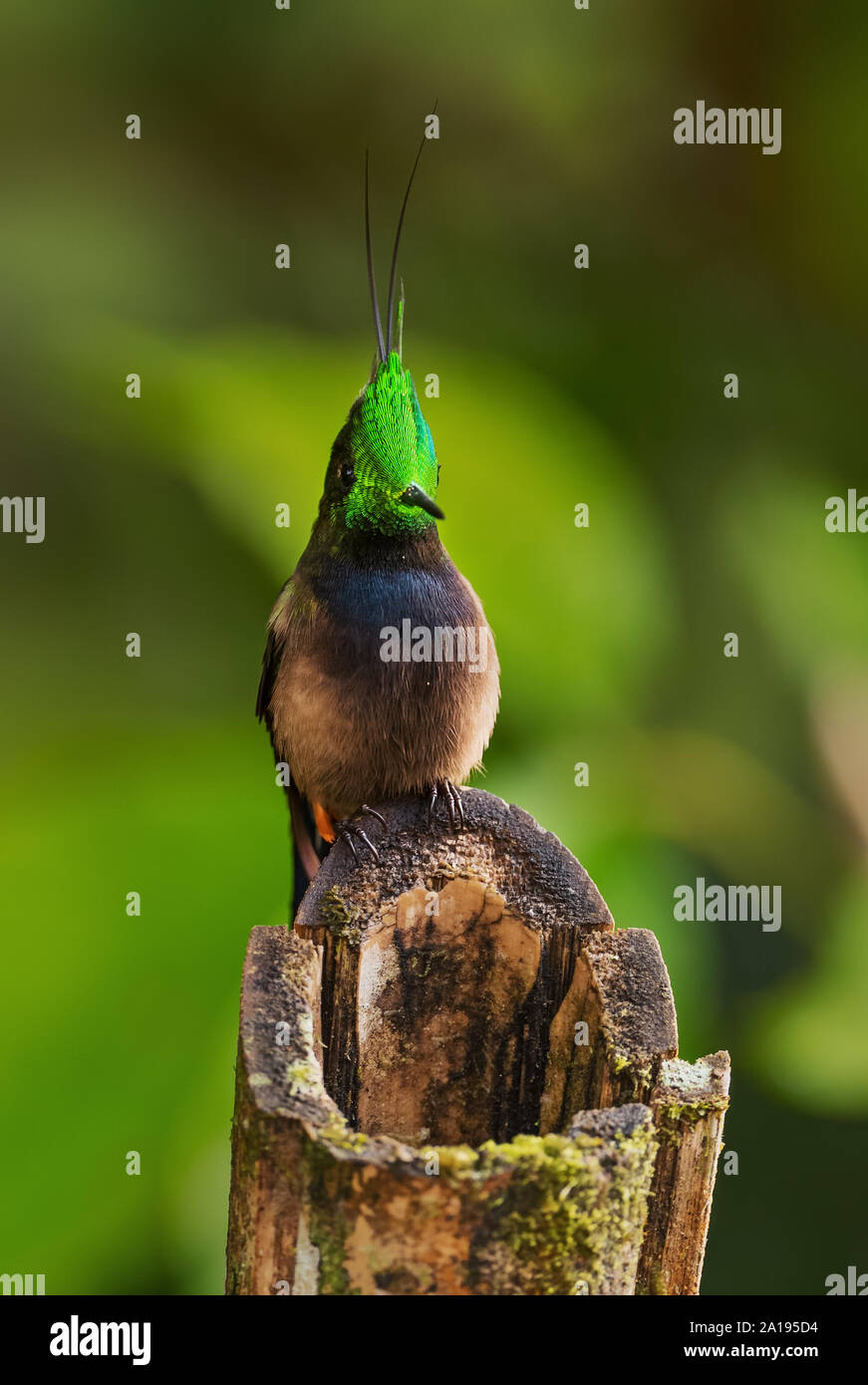 Wire-crested Thorntail - Discosura popelairii, beau petit crested hummingbird à partir de pentes andines de l'Amérique du Sud, sauvage, l'Equateur. Sumaco Banque D'Images