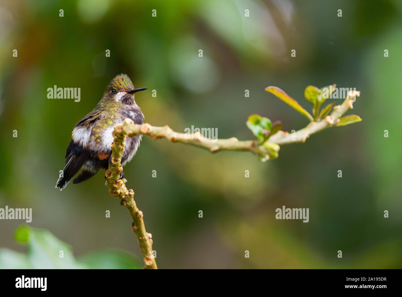 Wire-crested Thorntail - Discosura popelairii, beau petit crested hummingbird à partir de pentes andines de l'Amérique du Sud, sauvage, l'Equateur. Sumaco Banque D'Images
