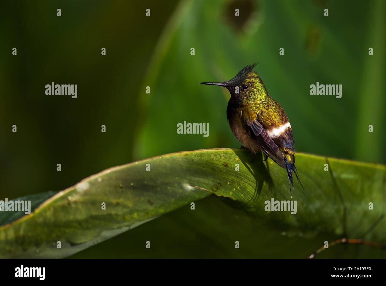 Wire-crested Thorntail - Discosura popelairii, beau petit crested hummingbird à partir de pentes andines de l'Amérique du Sud, sauvage, l'Equateur. Sumaco Banque D'Images
