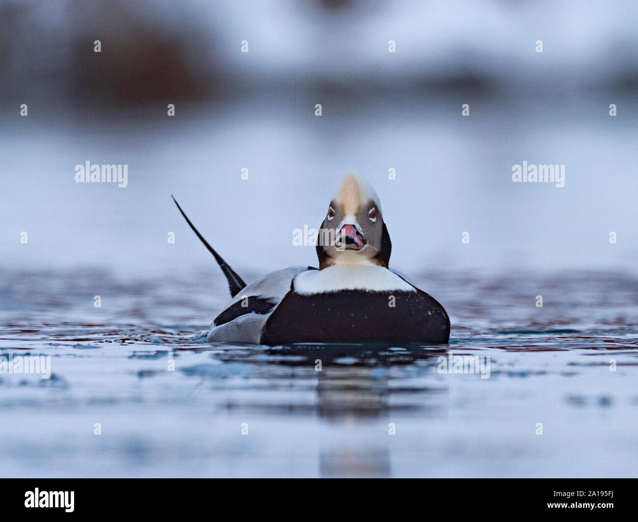 Le Harelde kakawi Clangula hyemalis, mâle, la Norvège arctique Varanger Banque D'Images