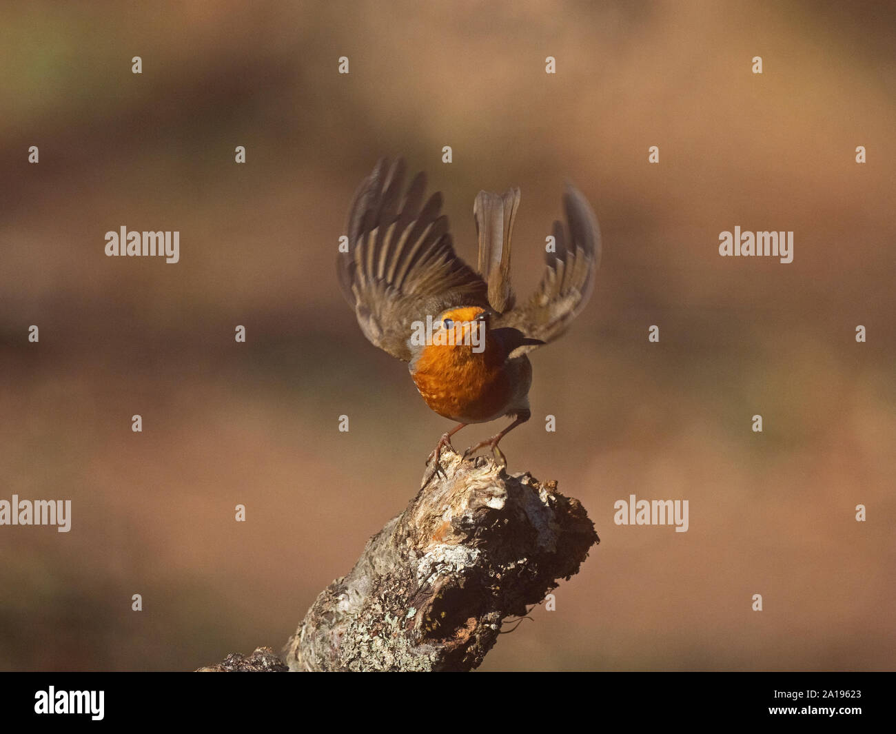 Erithacus rubecula aux abords de l'hiver de Norfolk Banque D'Images Erithacus rubecula aux abords de l'hiver de Norfolk Banque D'Images