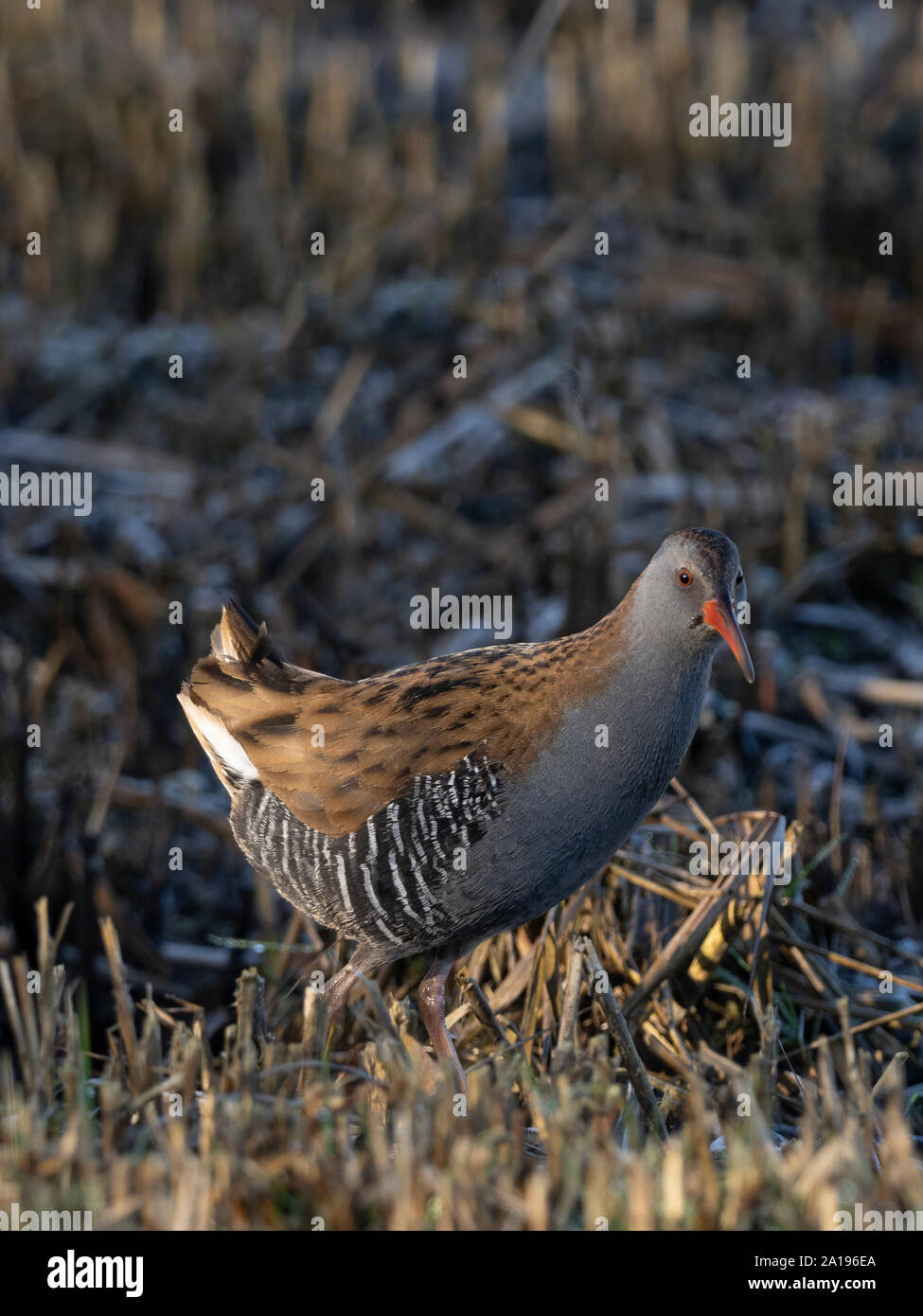 Rail Rallus aquaticus, eau, homme, Claj, Norfolk, hiver Banque D'Images