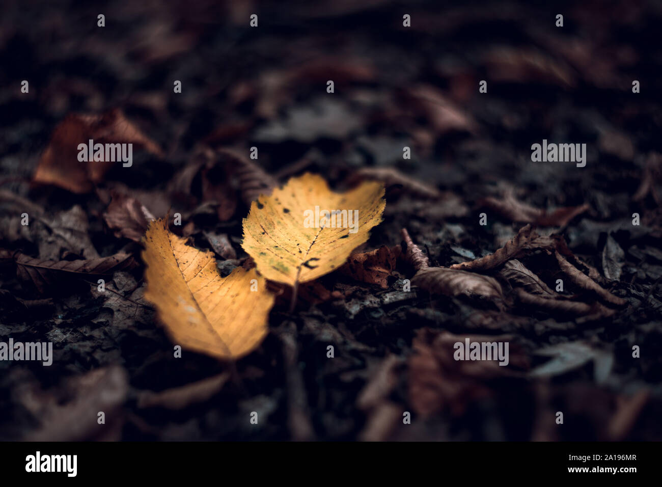 Colorés et dynamiques feuilles automne forêt.Golden,brun et jaune forêt d'automne les feuilles. Belle coloration des feuilles d'automne. Banque D'Images Colorés et dynamiques feuilles automne forêt.Golden,brun et jaune forêt d'automne les feuilles. Belle coloration des feuilles d'automne. Banque D'Images