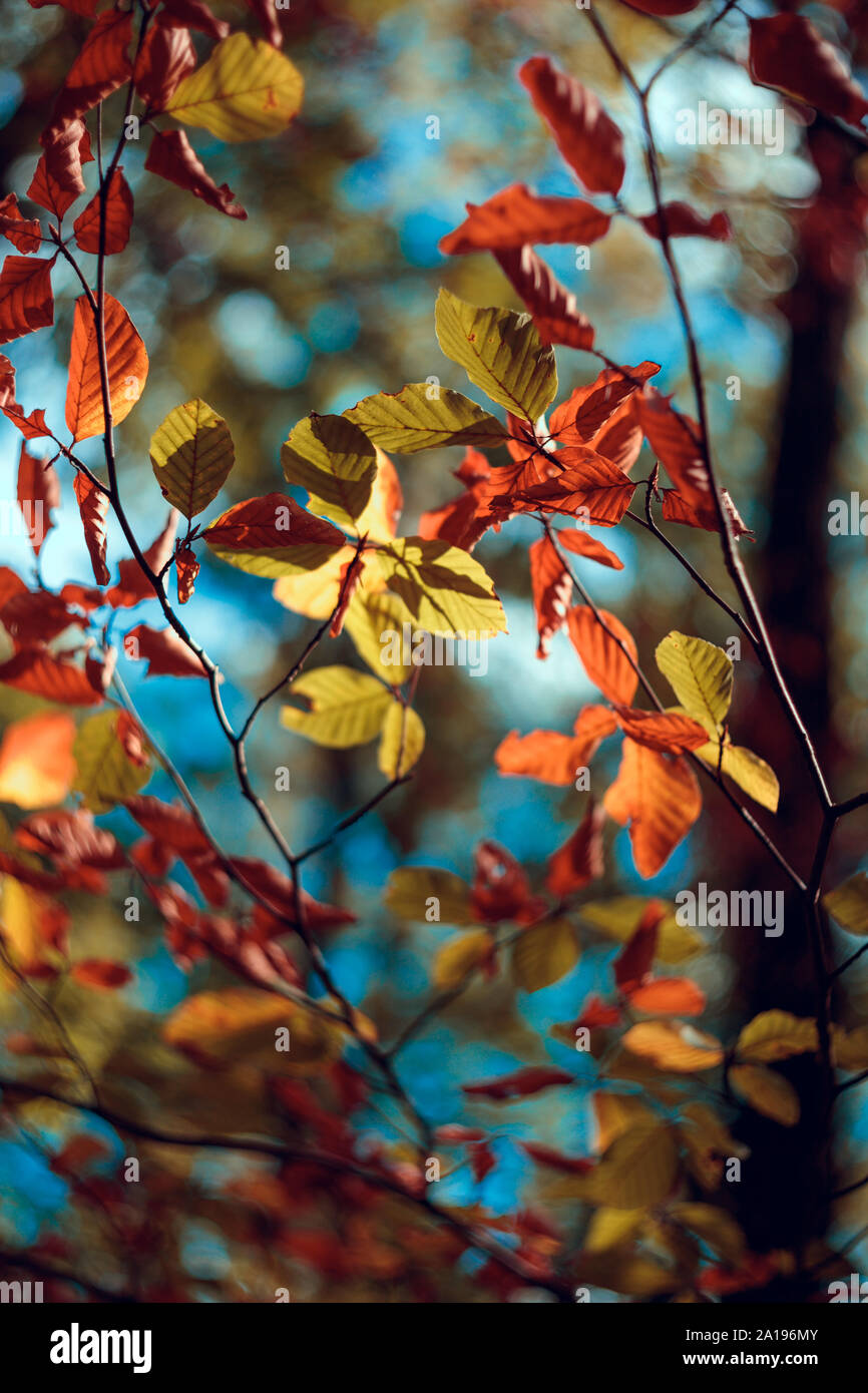 Colorés et dynamiques feuilles automne forêt.Golden,brun et jaune forêt d'automne les feuilles. Belle coloration des feuilles d'automne. Banque D'Images Colorés et dynamiques feuilles automne forêt.Golden,brun et jaune forêt d'automne les feuilles. Belle coloration des feuilles d'automne. Banque D'Images